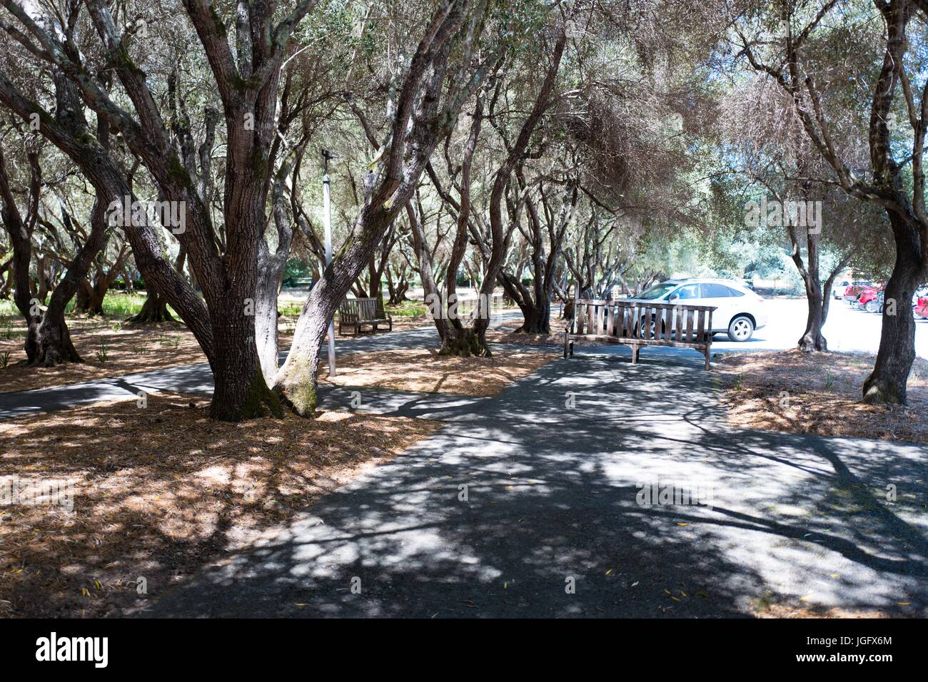 Numerosi alberi offrono ombra vicino all'ingresso a Filoli, conservato il country house, giardino formale e station wagon azionato dalla National Trust per la conservazione storica di Woodside, California, 23 giugno 2017. Foto Stock