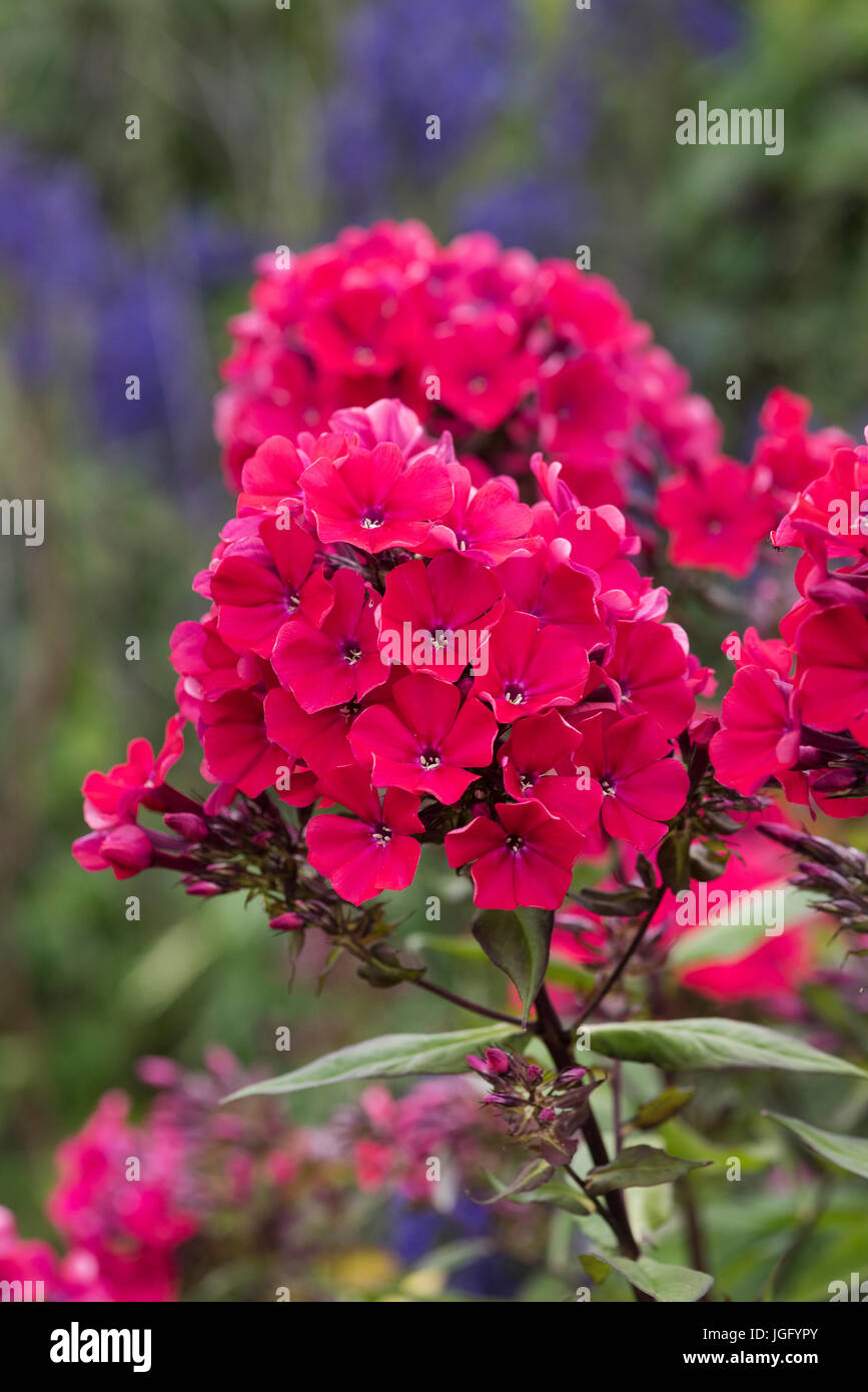 Phlox paniculata 'Starfire'. Estate Phlox fiori Foto Stock