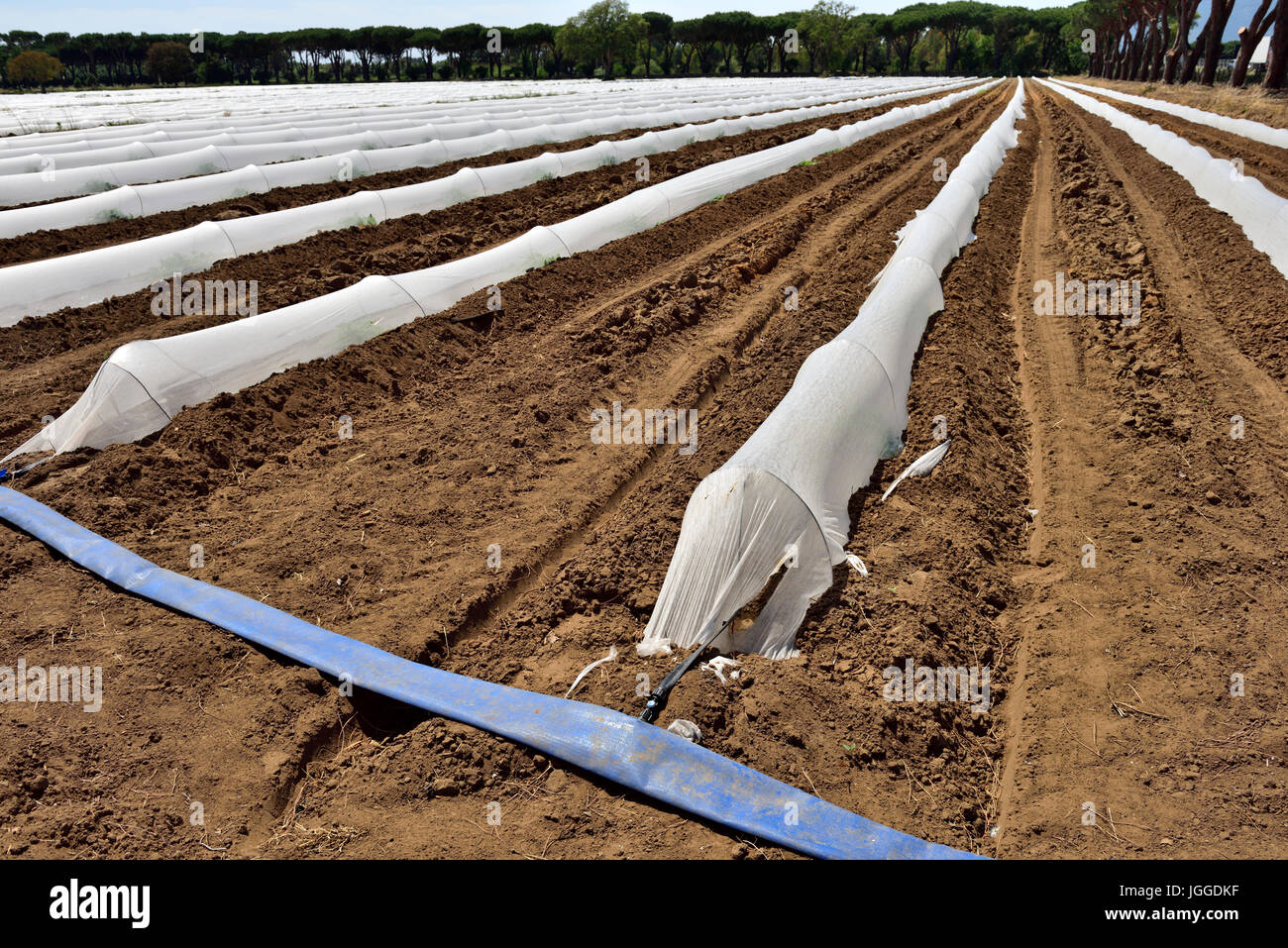 Agricola Commerciale con campo di orticoltura in politene del film di vello le campane per risparmiare acqua e proteggere nuovi giovani piante Foto Stock