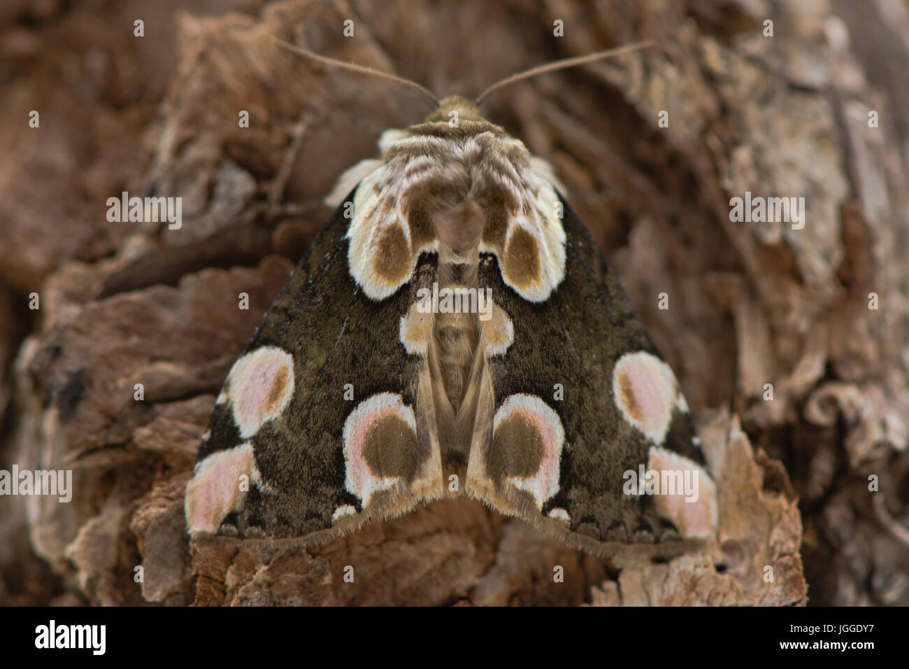 Peach blossom (Tiàtira batis) moth. British insetto in famiglia Drepanidae a riposo sulla corteccia, con attraenti marcature sulla forewings Foto Stock