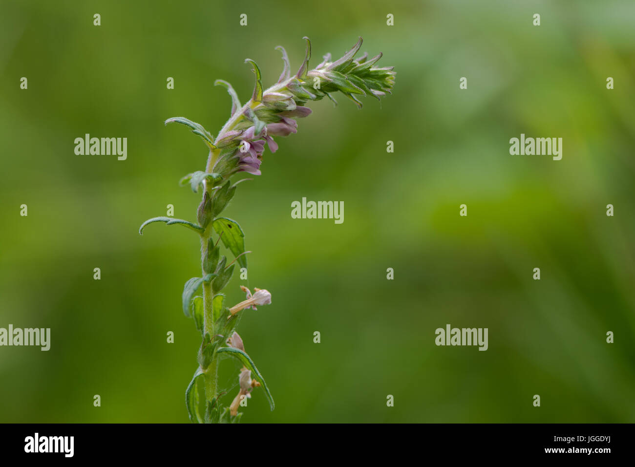 Rosso (bartsia Odontites vernus) in fiore. Una pianta parassita nella famiglia Scrophulariaceae, mostrando fiori di colore rosa Foto Stock