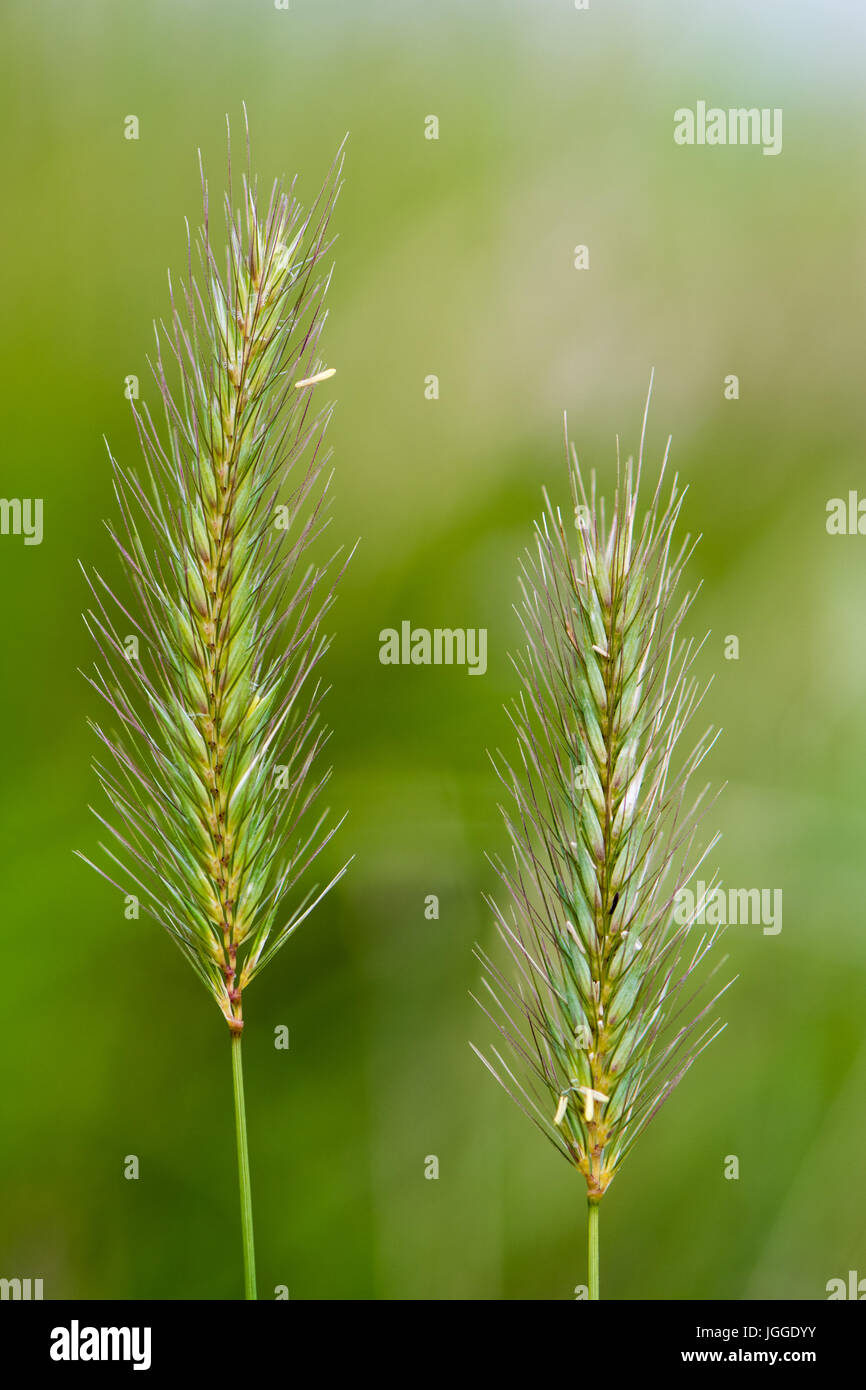 Prato orzo (Hordeum secalinum) fiore picchi. Fioritura erba in famiglia Poaceae, con lunghe setole glumes simili Foto Stock