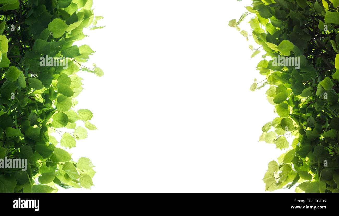 Fresco Verde foglie di albero telaio su sfondo bianco. Close-up foto con messa a fuoco selettiva Foto Stock
