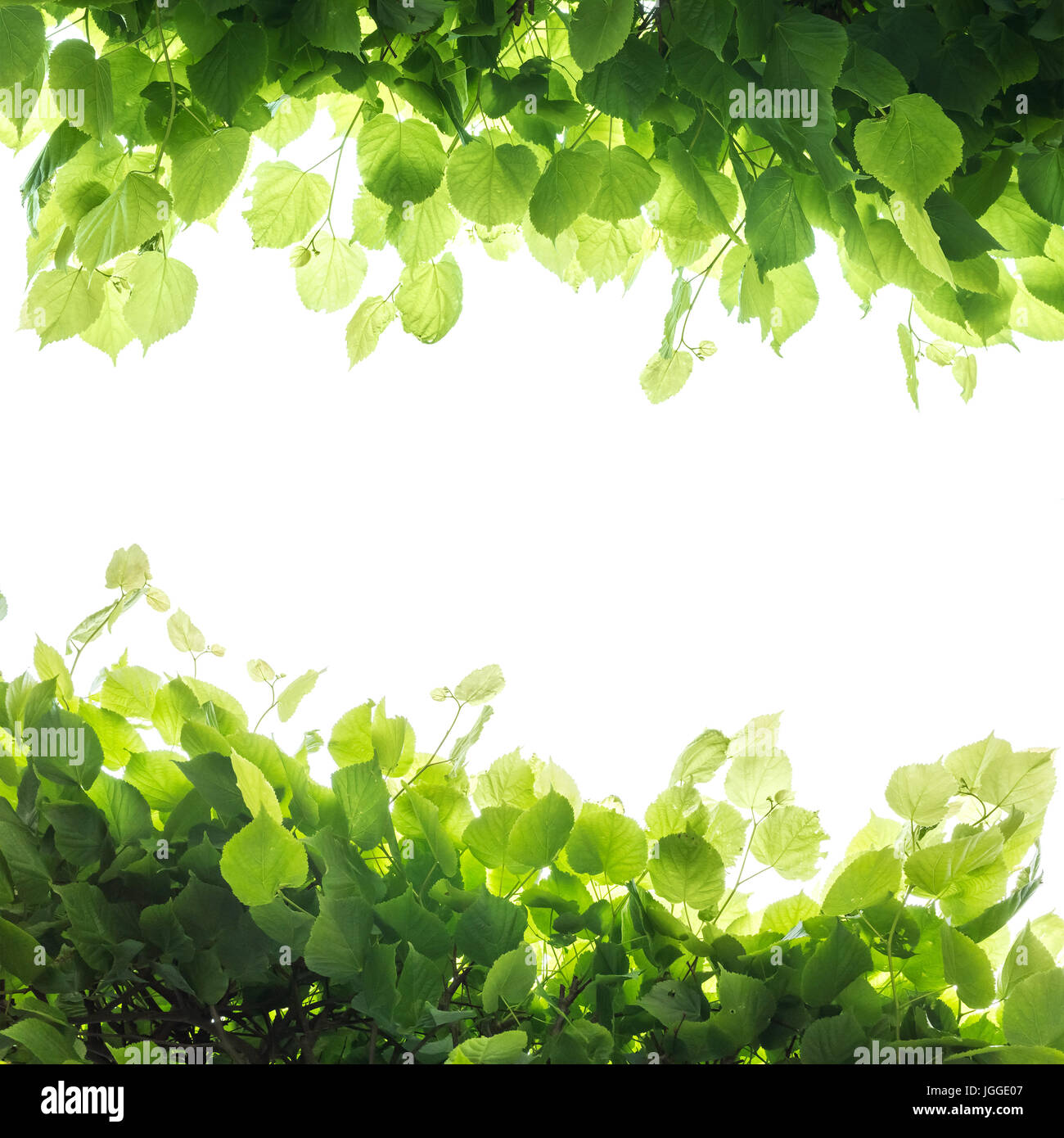 Fresco Verde foglie di albero, telaio quadrato su sfondo bianco. Close-up foto con messa a fuoco selettiva Foto Stock
