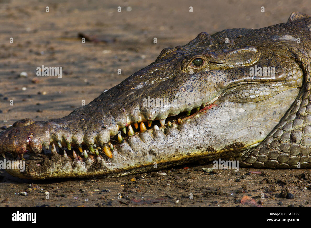 Crocodile face immagini e fotografie stock ad alta risoluzione - Alamy