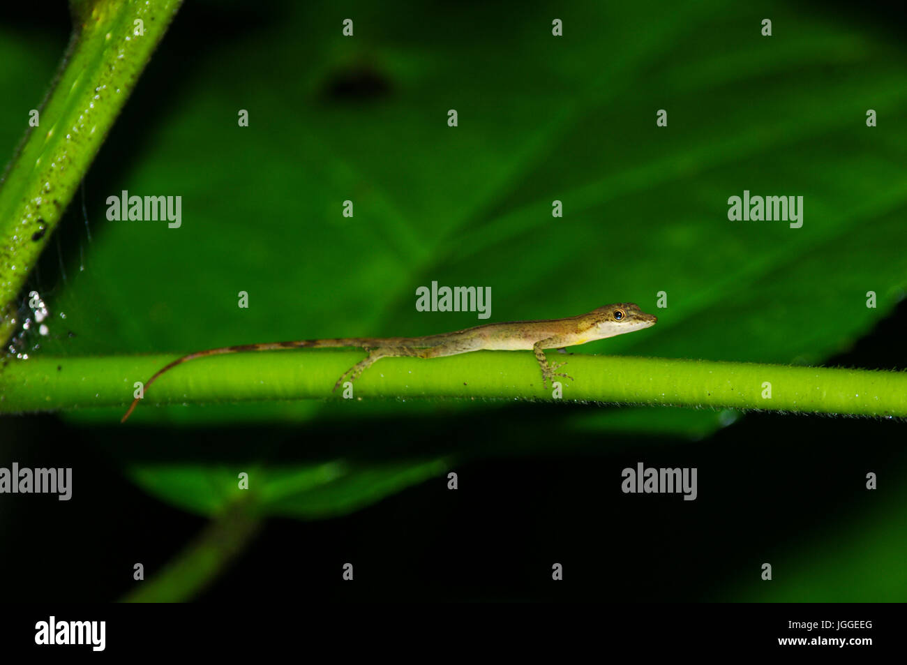 Piccola foresta di pioggia lizard con sfondo verde wildlife immagine presa in Panama Foto Stock