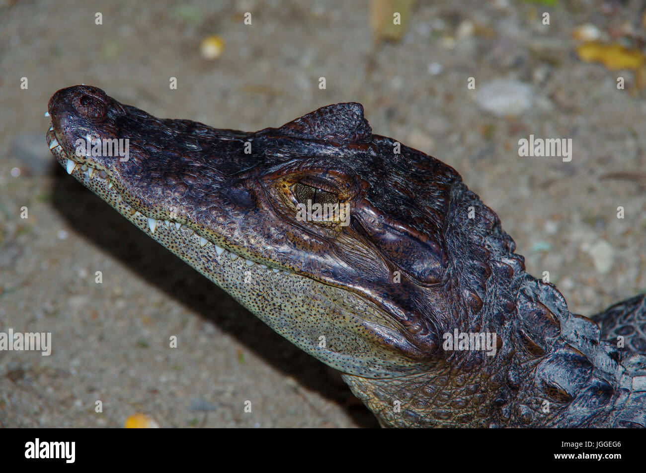 Immagine della fauna selvatica del coccodrillo americano scattata a Panama Foto Stock