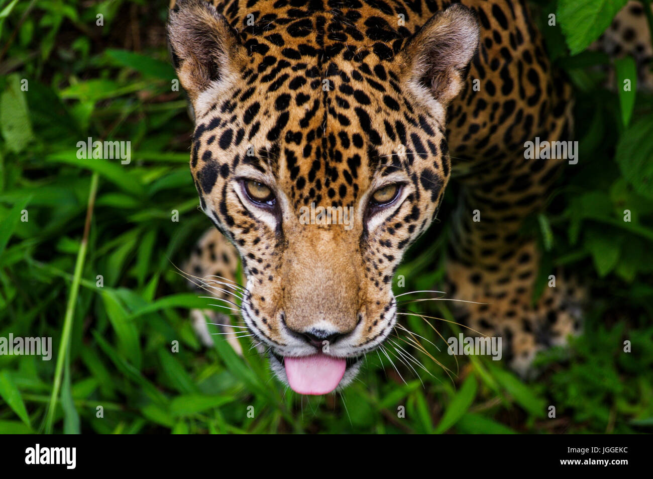 Grande gatto selvatico jaguar Panthera onca wildlife immagine presa in Panama Foto Stock