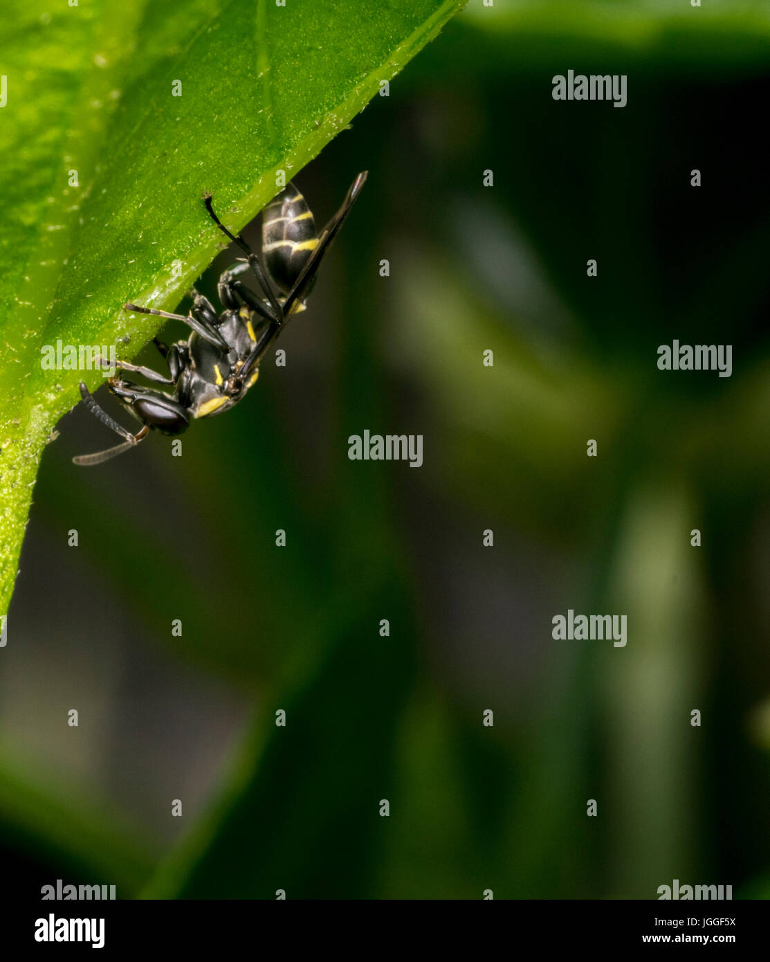 Nero e Giallo wasp girovagando su una foglia d'albero Foto Stock