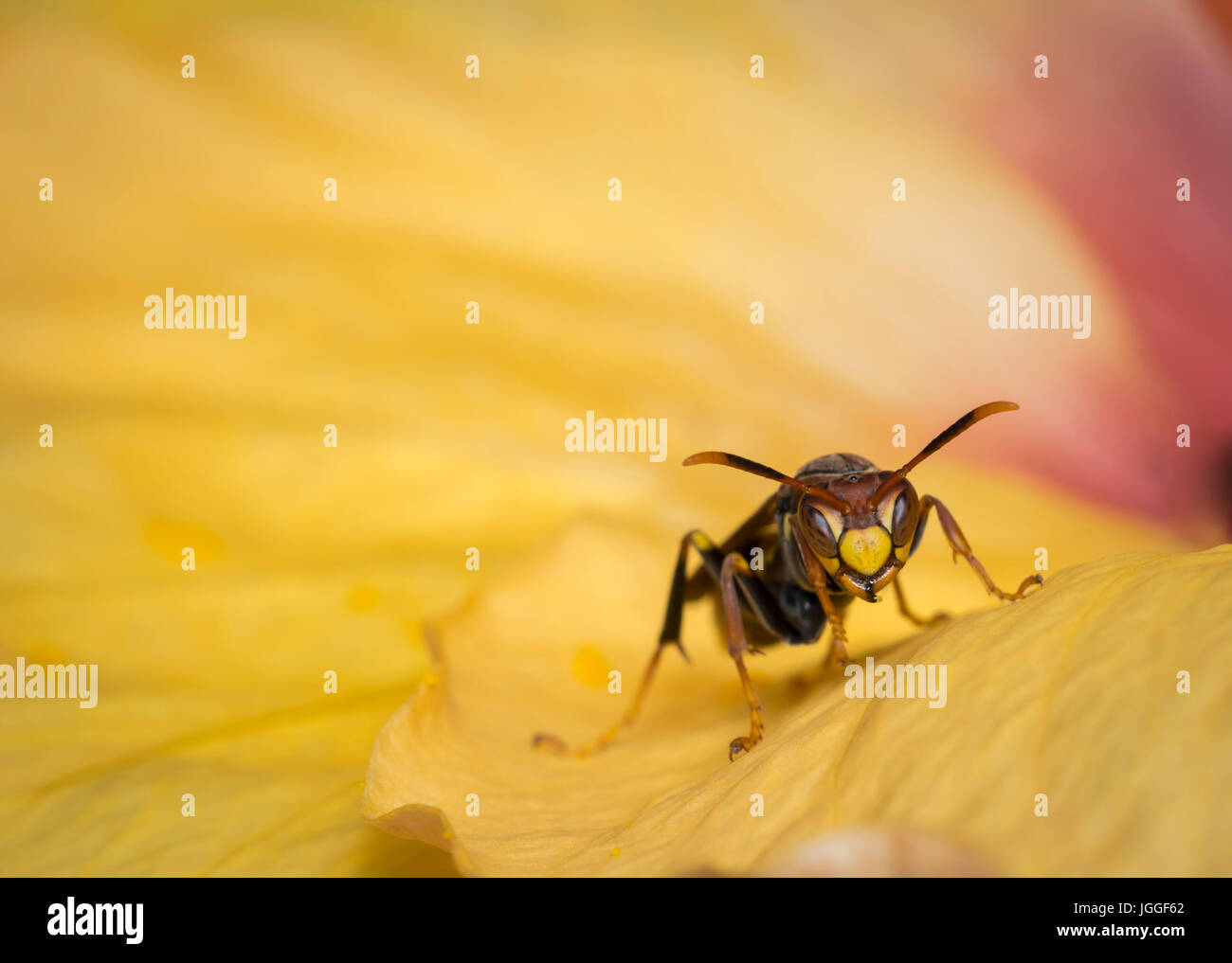 Wasp su un fiore giallo guardando alla fotocamera Foto Stock