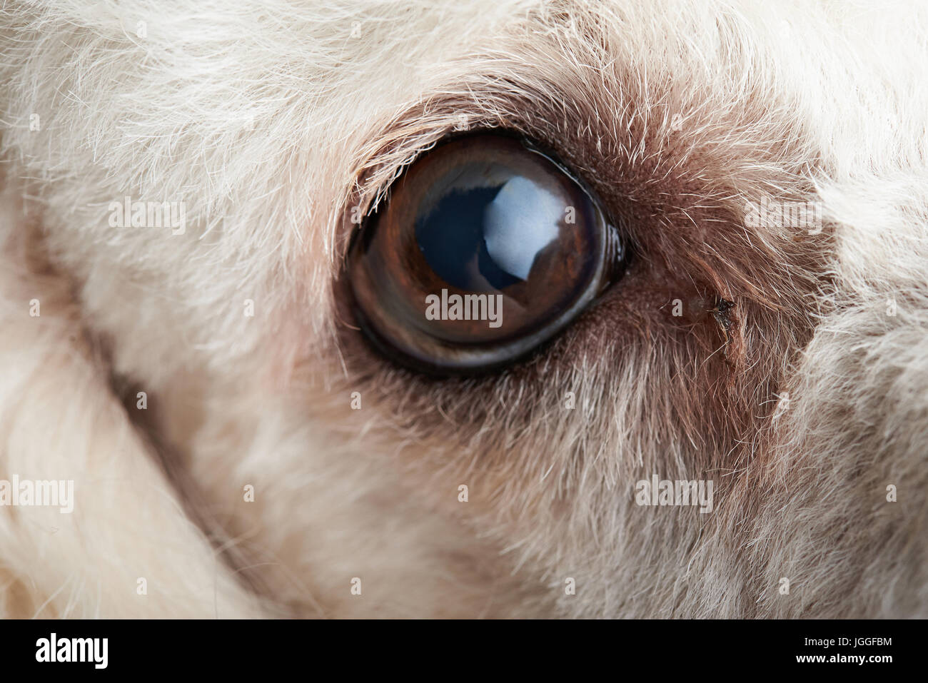 Macro di cane occhio con infezione. Cane barboncino eye Foto Stock