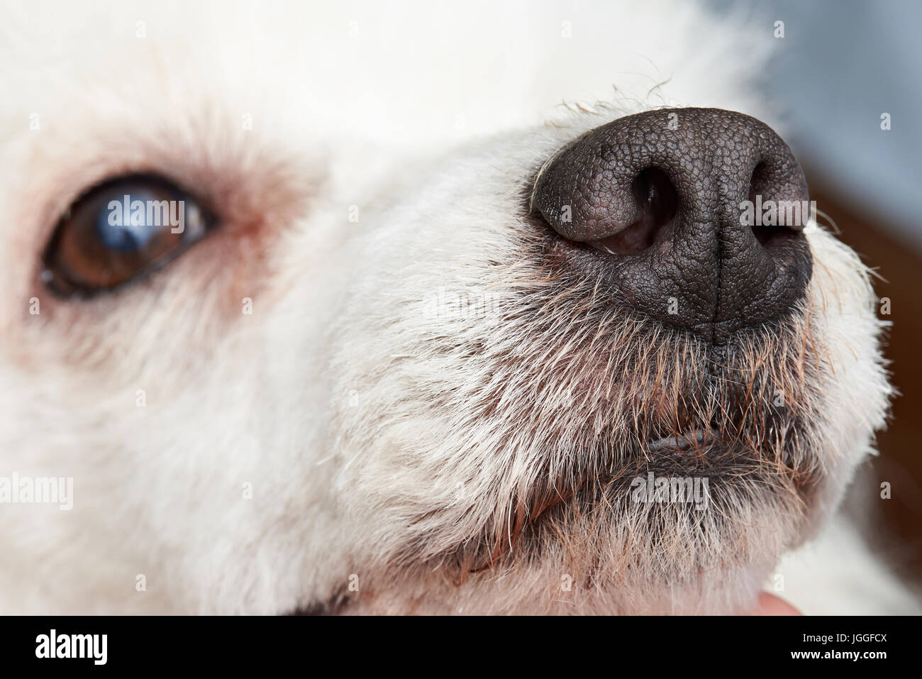 Close-up di cane barboncino naso. Macro di cane bagnato naso Foto Stock