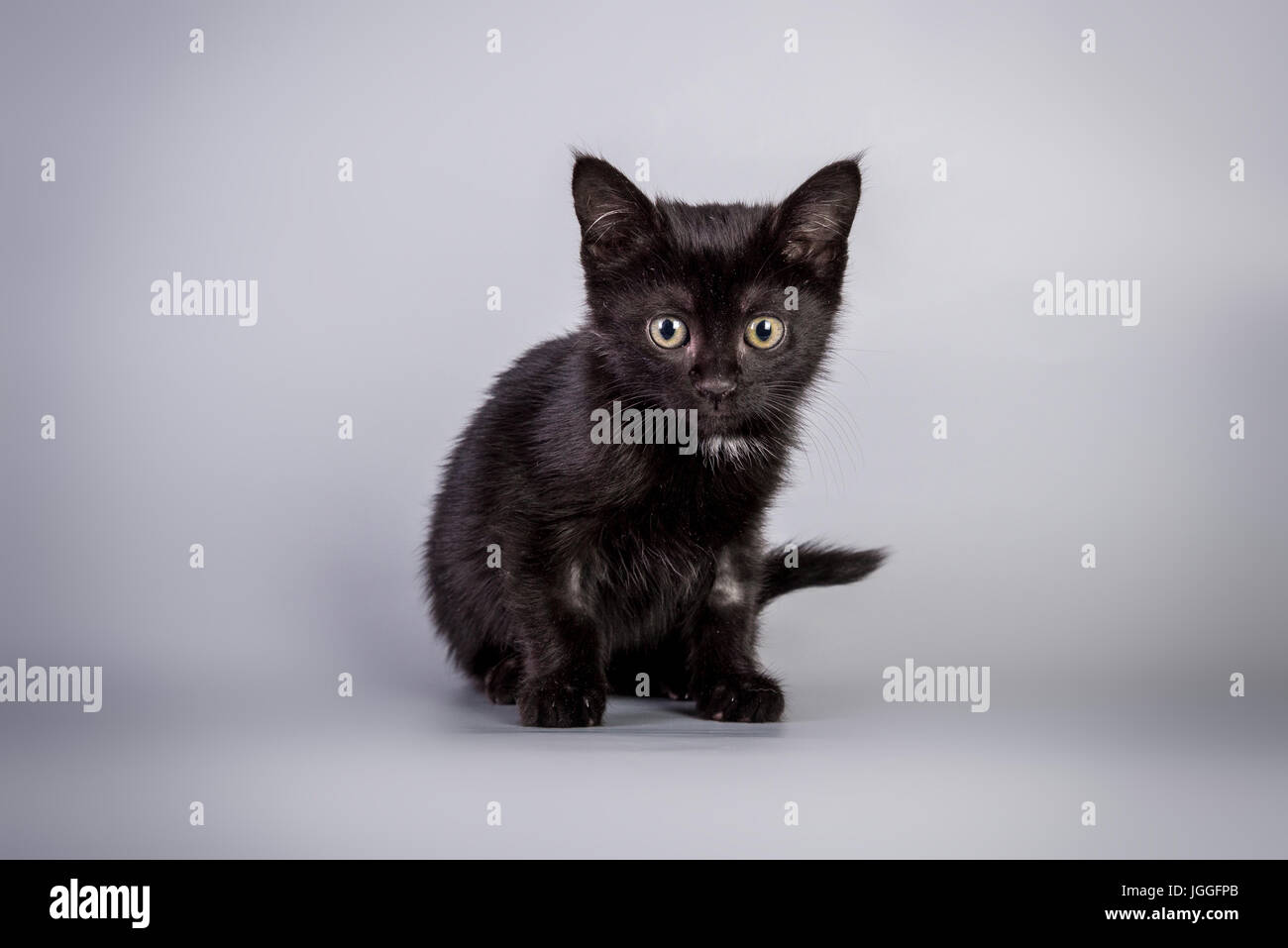 Gattino nero seduto su grigio Sfondo della carta Foto Stock
