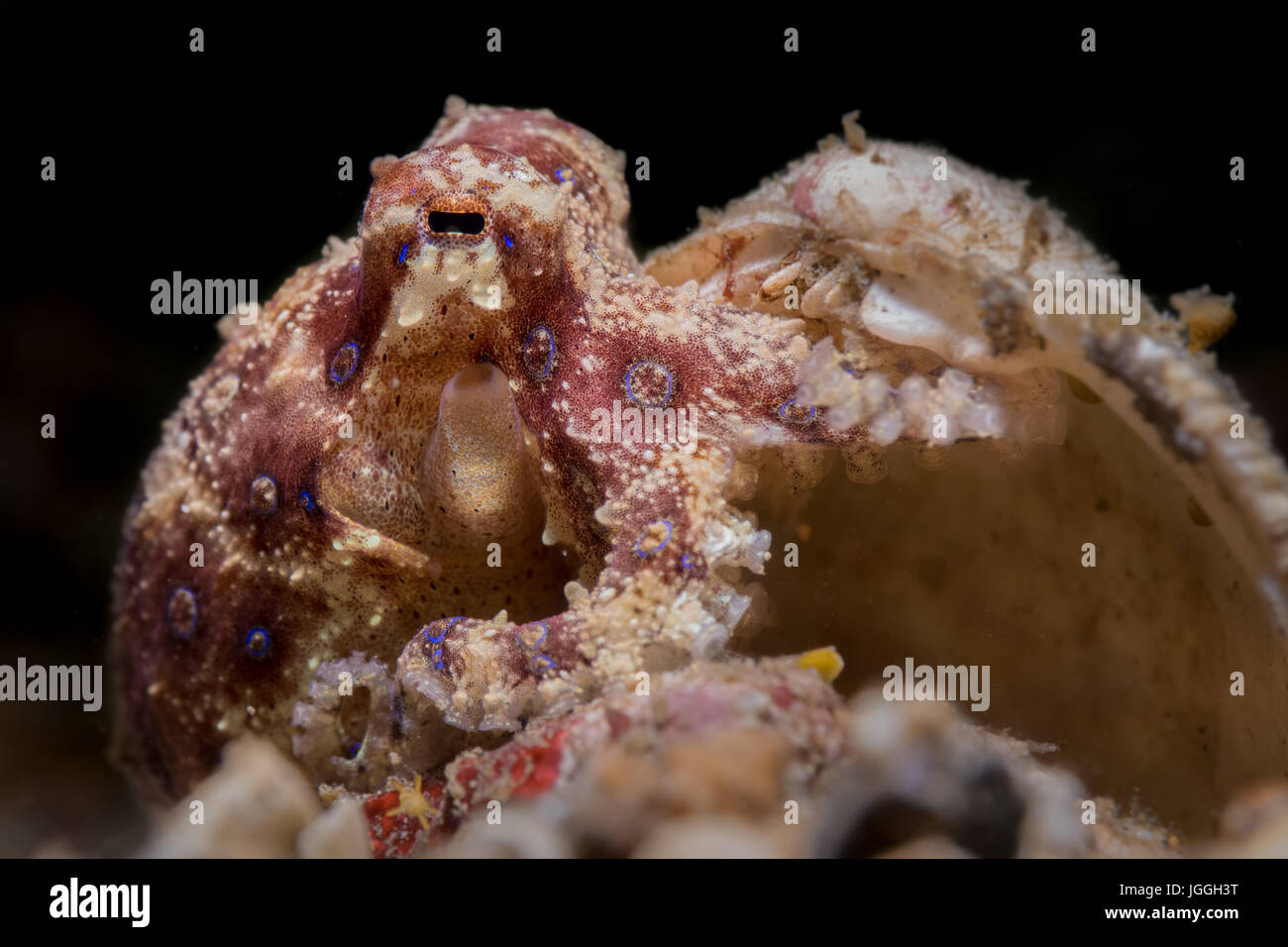 Blu-inanellati polpo (Hapalochlaena sp.) nel Lembeh strait Foto Stock