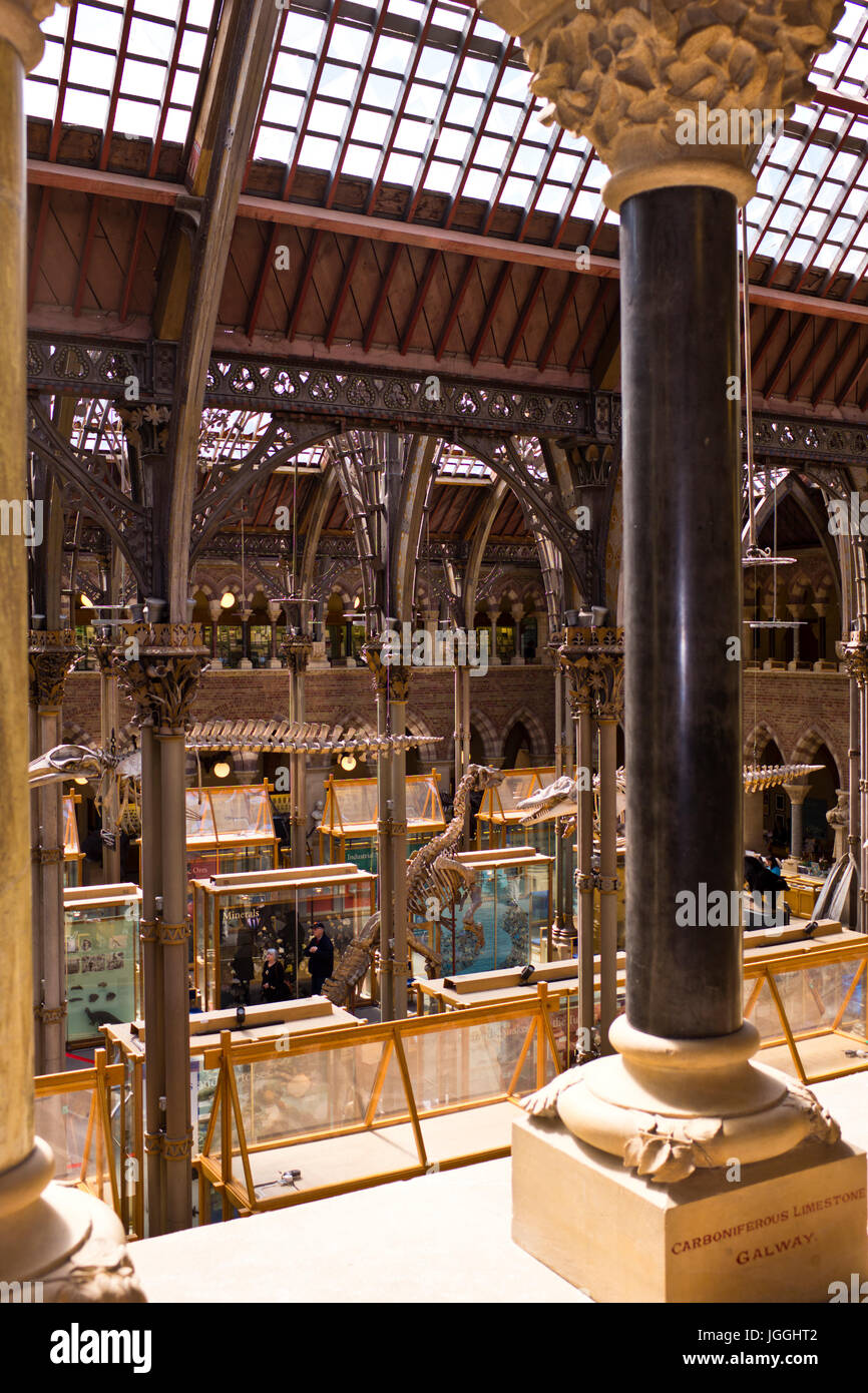 Oxford Museo di Storia Naturale,l'umanità,geologia, zoologia,Oxford,Grat Gran Bretagna Foto Stock