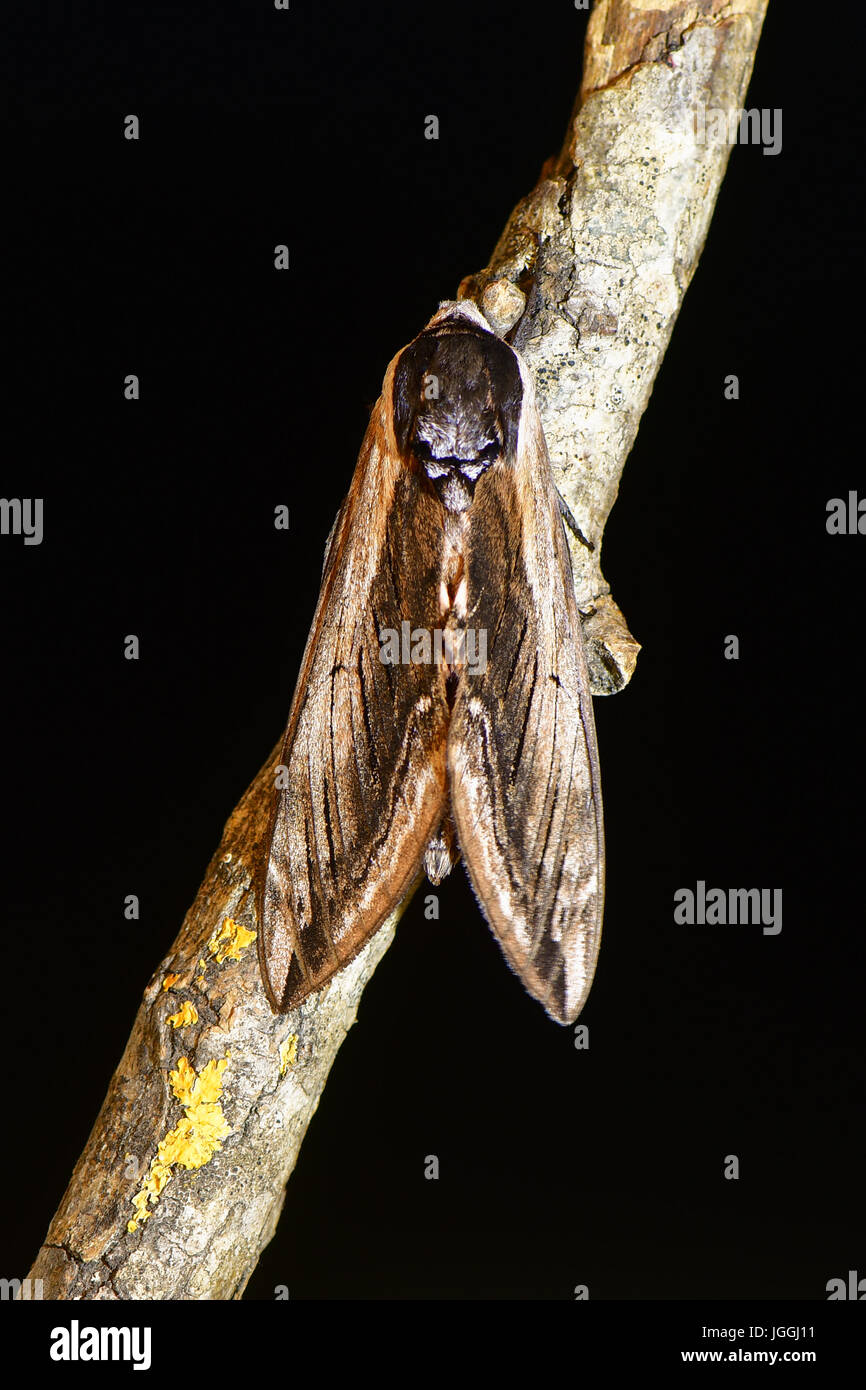 Ligustro hawk-moth (Sphinx ligustri) da sopra il nero. Grandi British hawk moth nella famiglia Sphingidae a rischio sul legno morto Foto Stock
