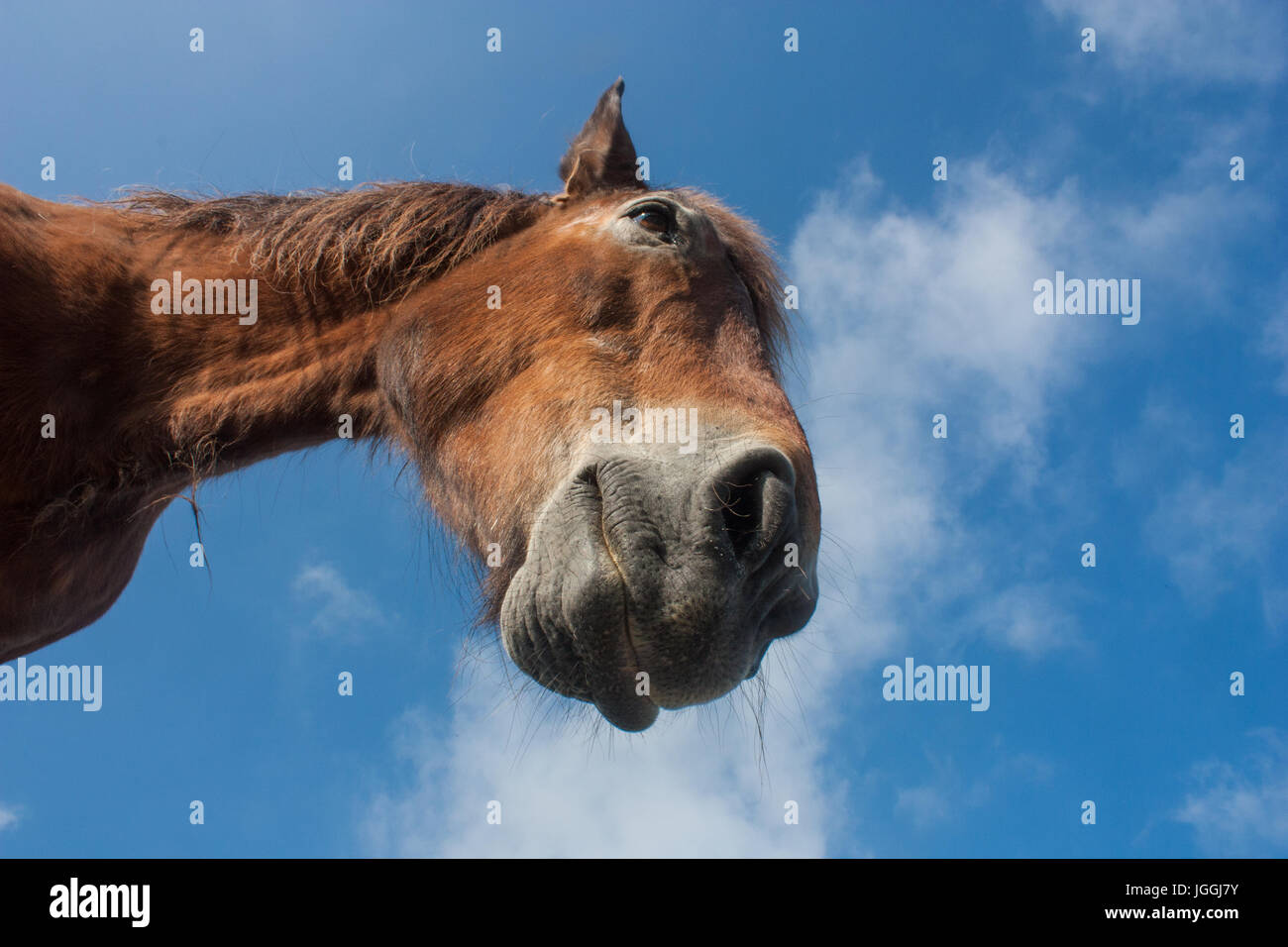 Cavallo headshot, Spagna, Camino de Santiago, 28th. Maggio 2016 Foto Stock