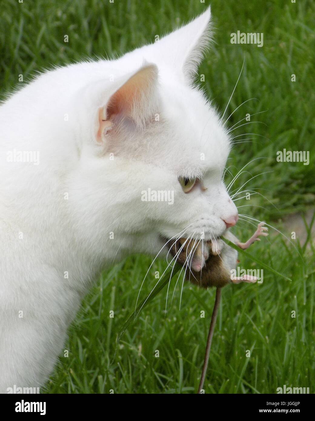 Un gatto bianco le catture un mouse Foto Stock