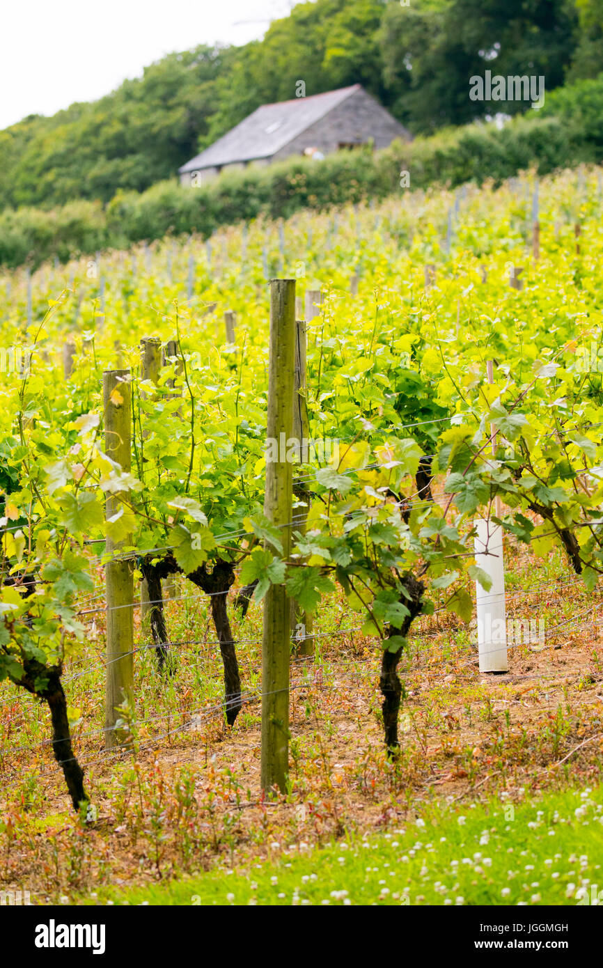 Lussureggianti vigneti che crescono in righe presso il rinomato e premiato Camel Valley vigna situata vicino a Bodmin in Inghilterra Foto Stock