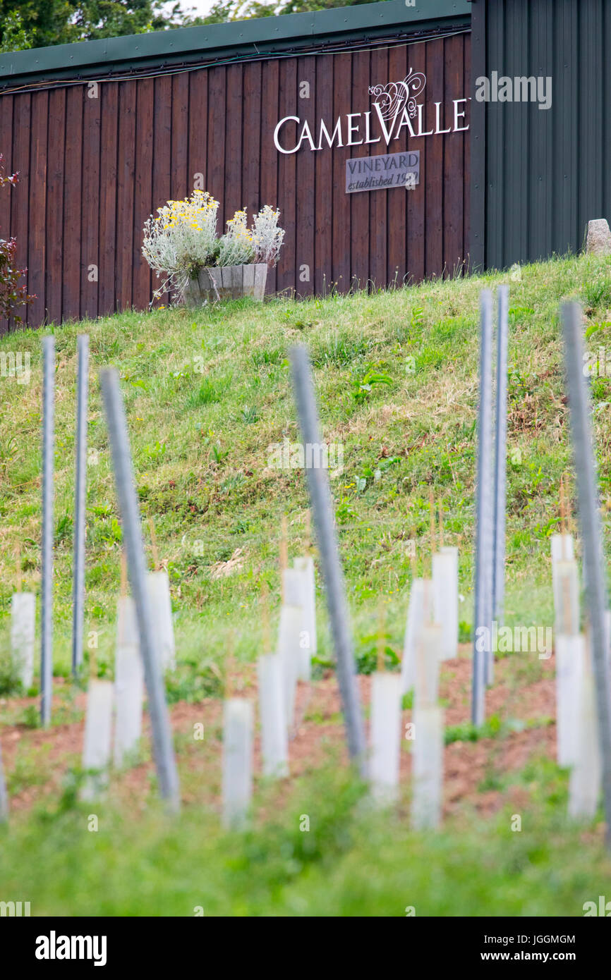 Vino giovane vigne crescente di fronte di imbottigliamento e di etichettatura la costruzione presso il rinomato e premiato Camel Valley Vineyard, Bodmin, Inghilterra Foto Stock