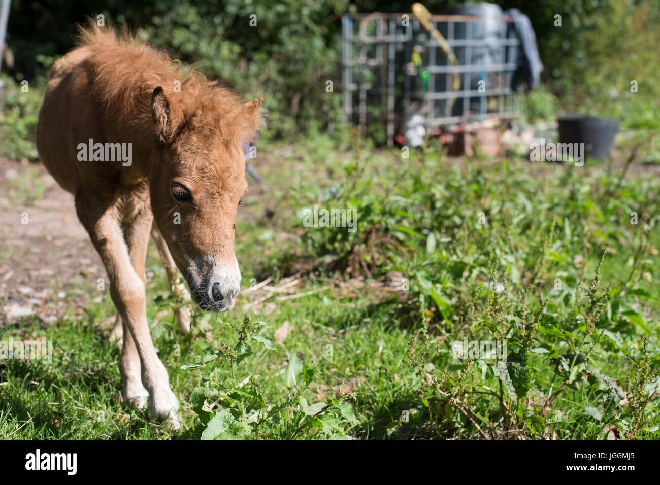 Bebè pony Foto Stock