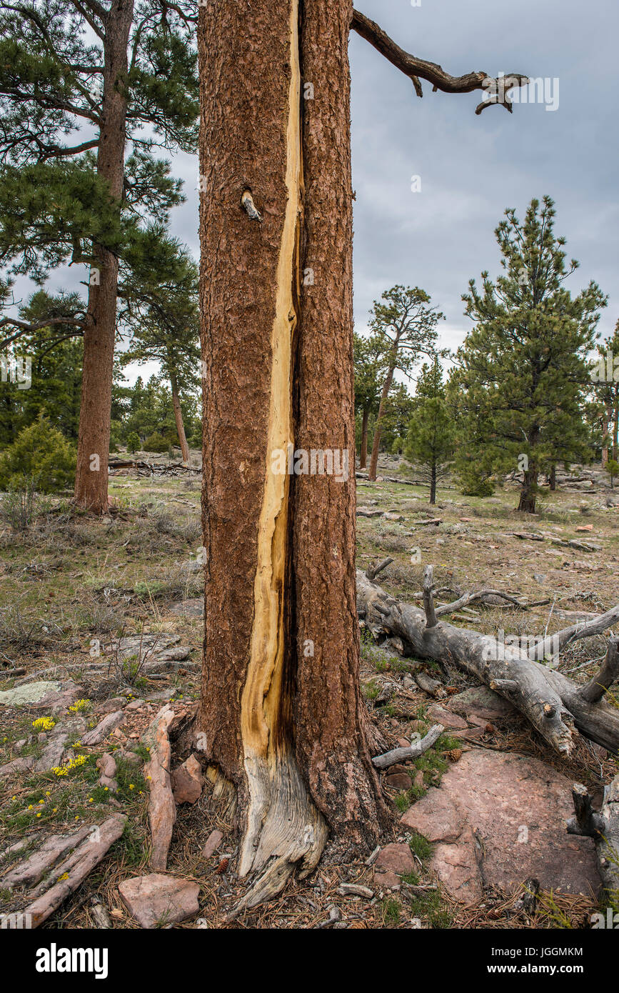 Sciopero di illuminazione danni, Ponderosa Pine (Pinus ponderosa), Flaming Gorge Recreation Area, Utah, Stati Uniti d'America da Bruce Montagne Foto Stock