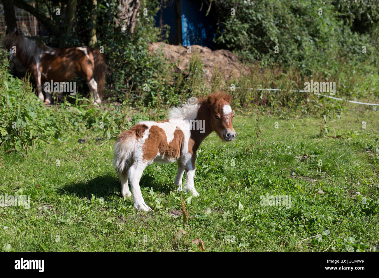 Bebè pony Foto Stock