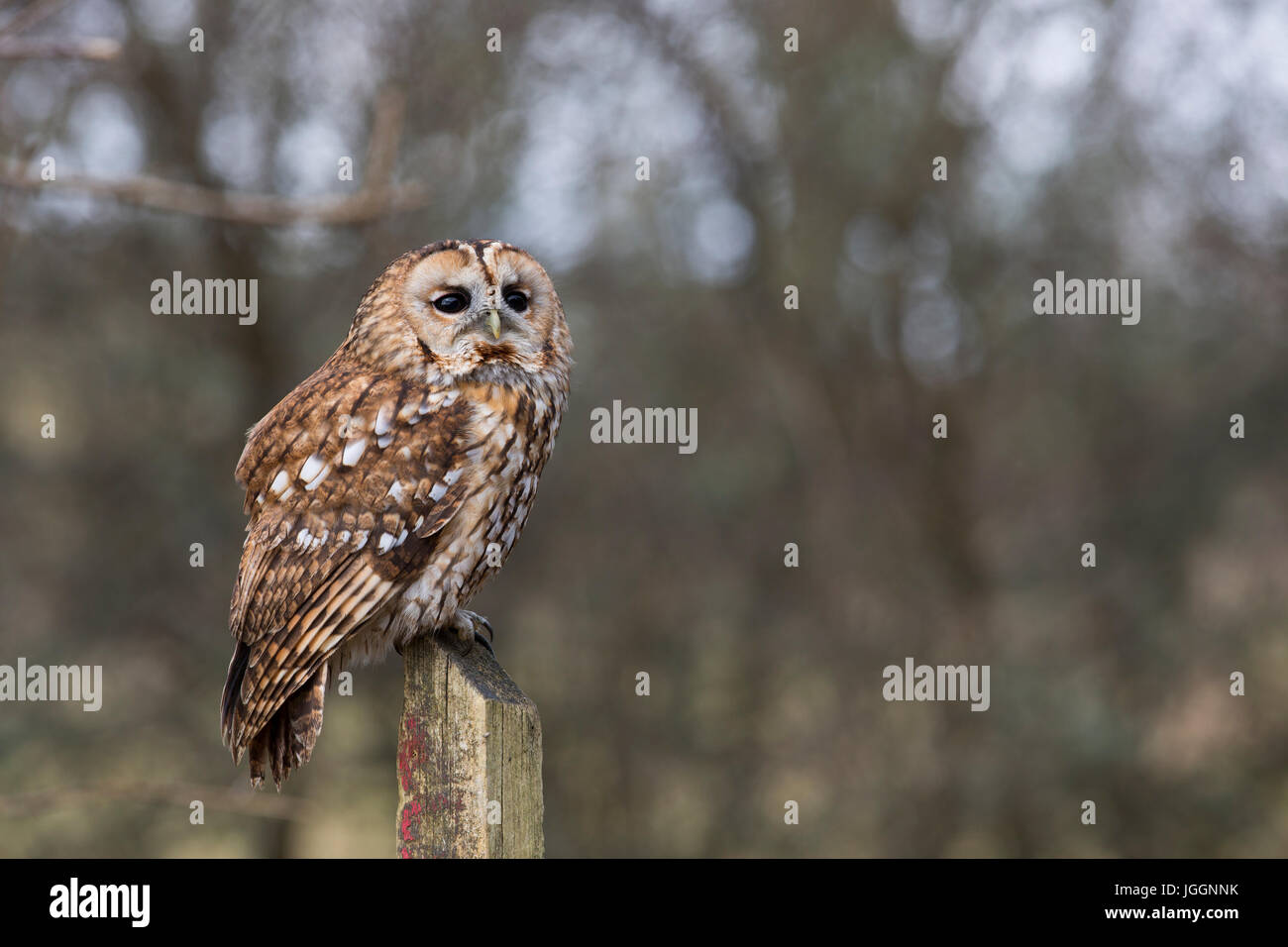Allocco; Strix aluco; singolo su un Post Cornwall, Regno Unito Foto Stock