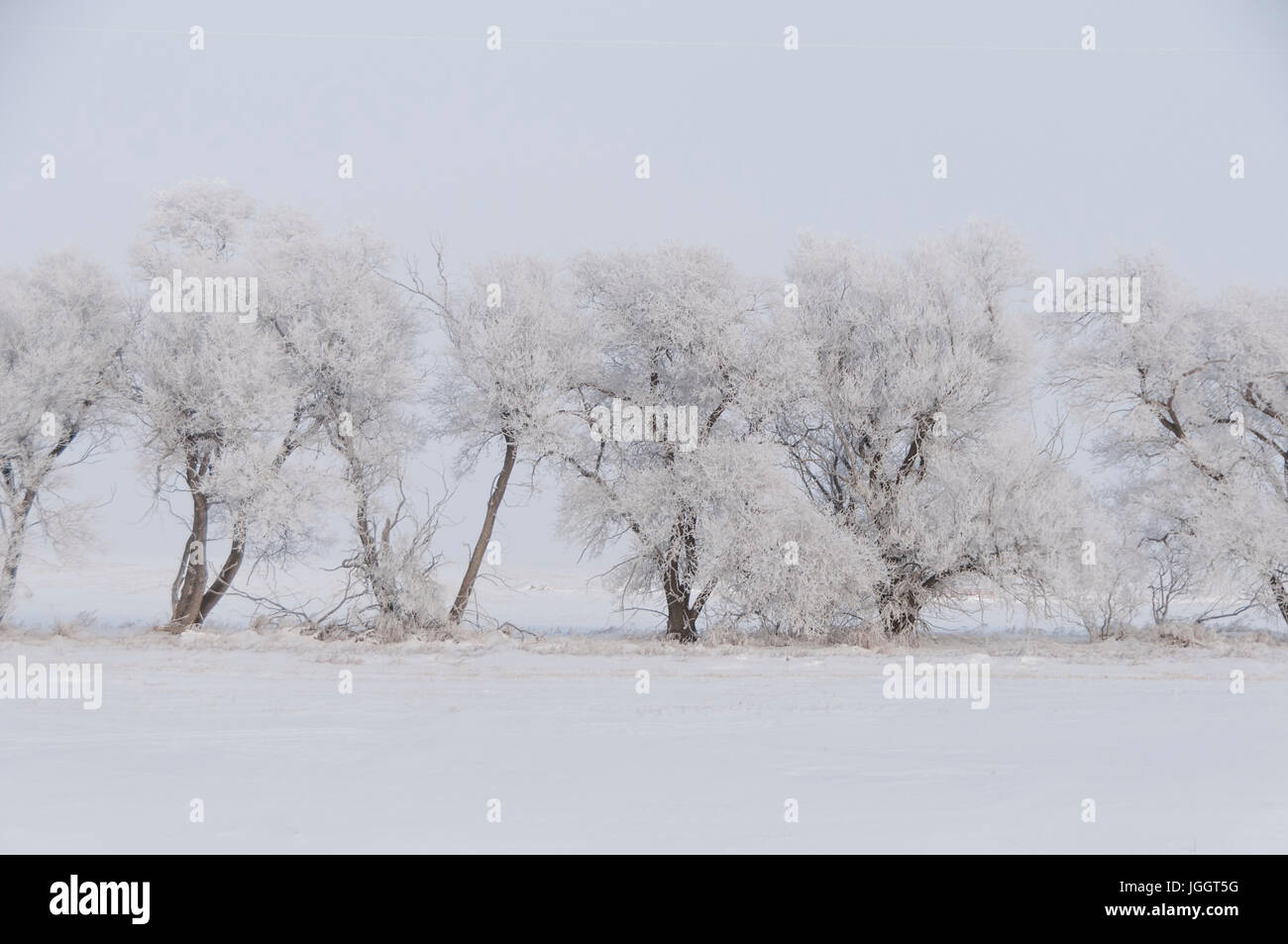 Neve alberi incrostati sulla prateria canadese in inverno Foto Stock