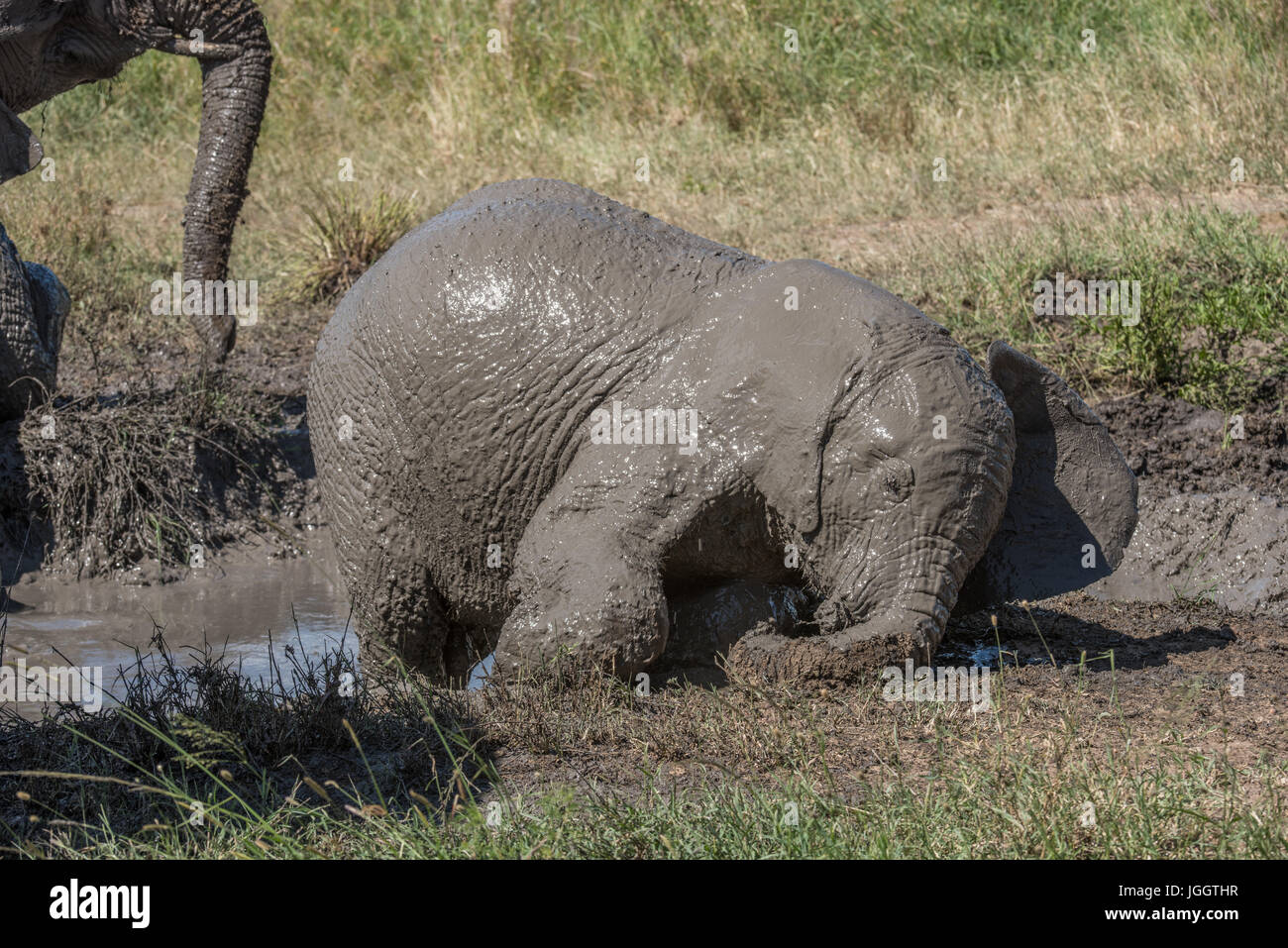Terreni fangosi baby elephant, Lago Masek, Tanzania Foto Stock