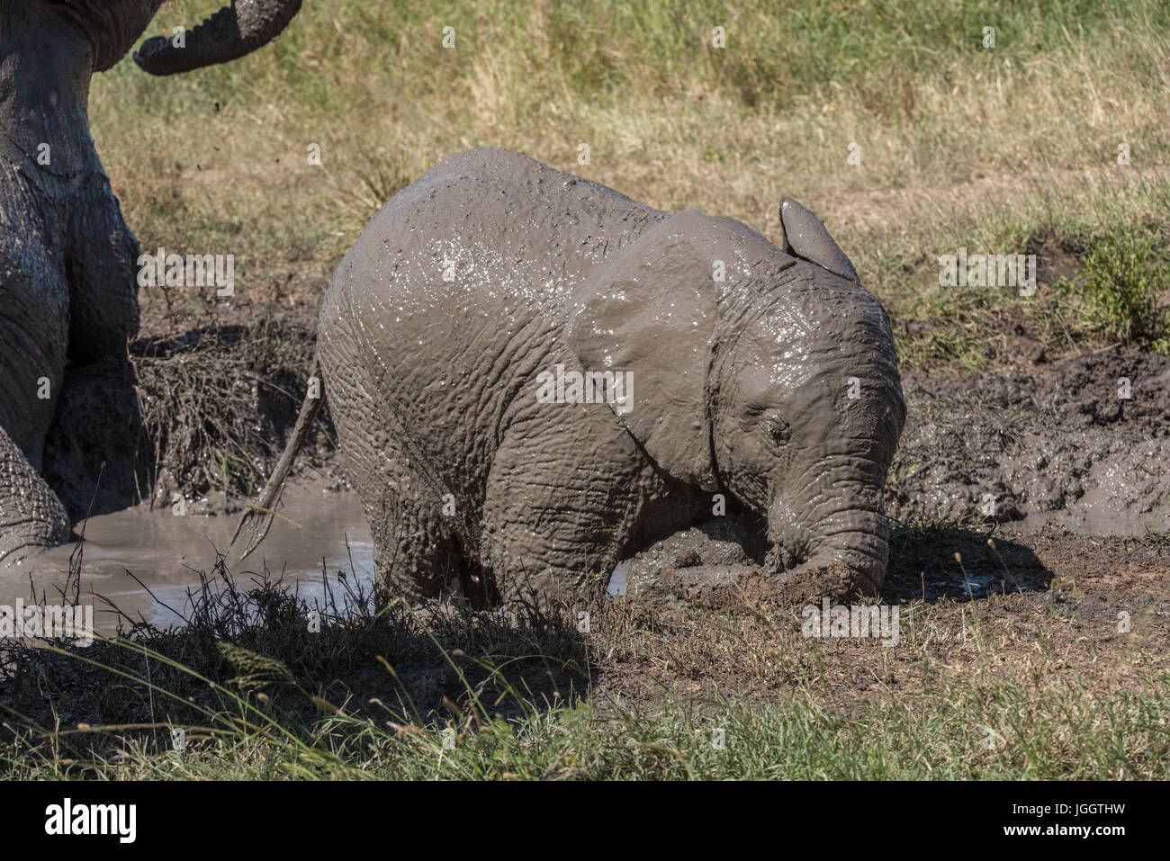 Terreni fangosi baby elephant, Lago Masek, Tanzania Foto Stock