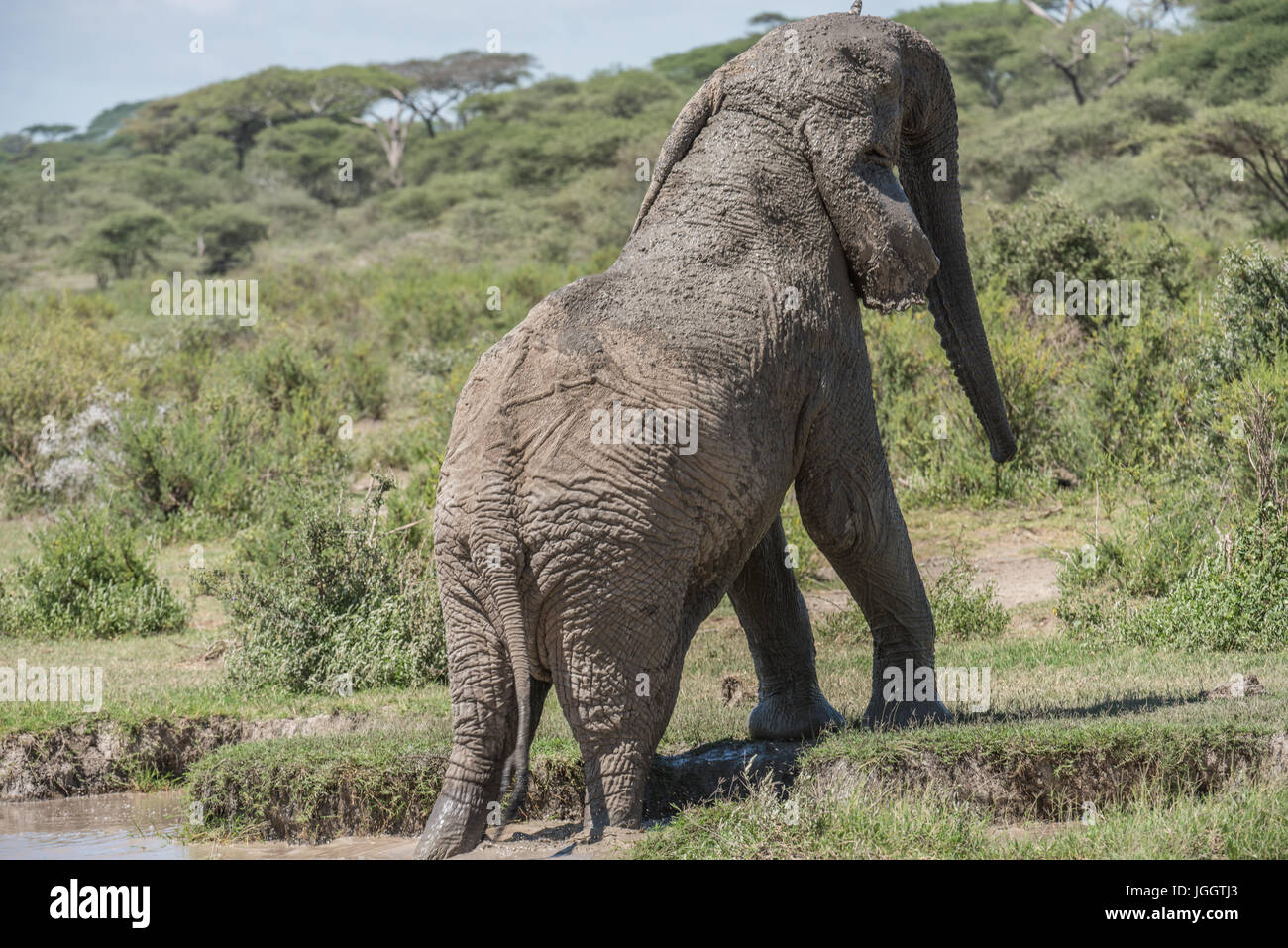 Elephant balneazione, Lago Masek, Tanzania Foto Stock