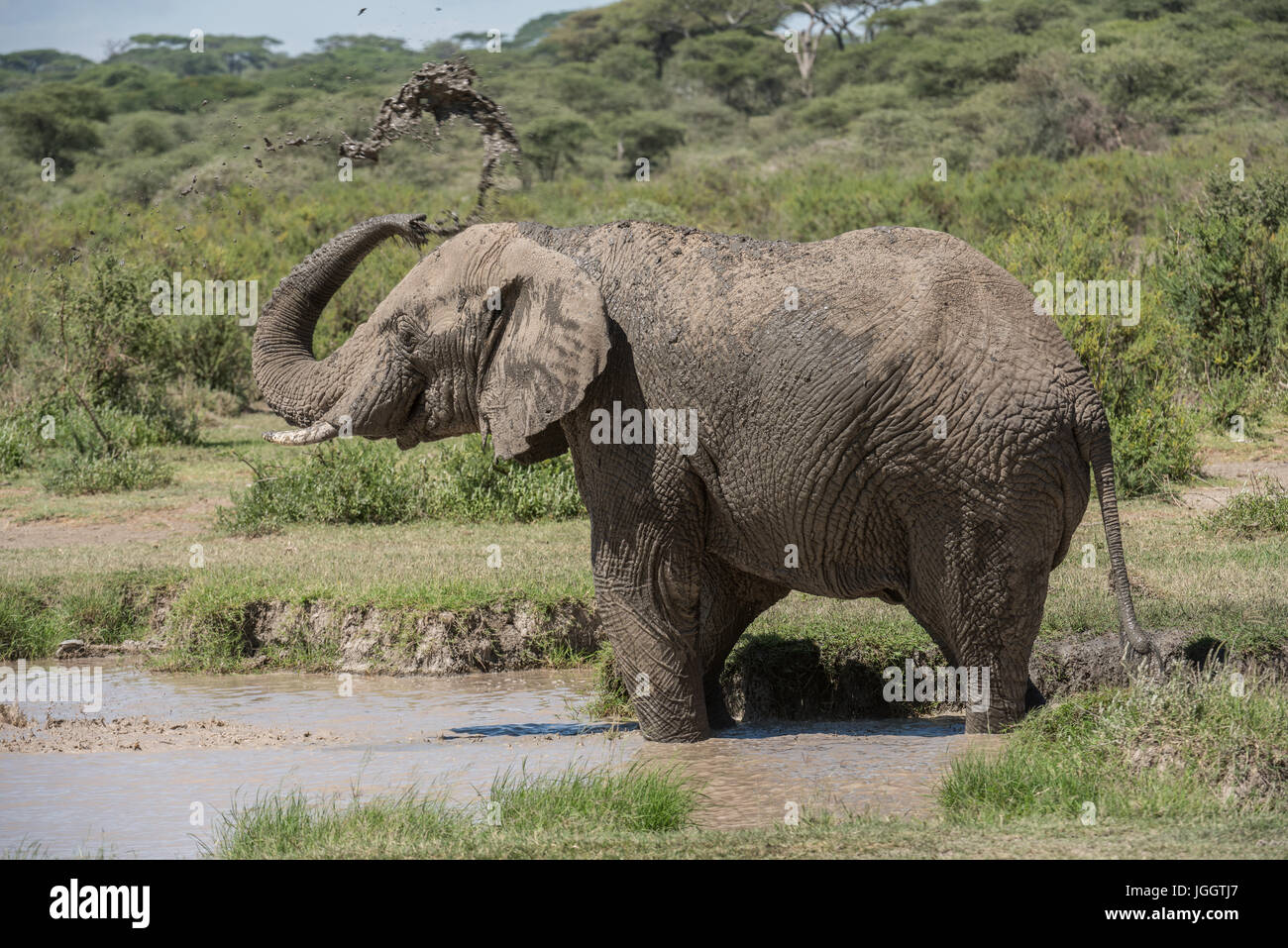 Elephant balneazione, Lago Masek, Tanzania Foto Stock