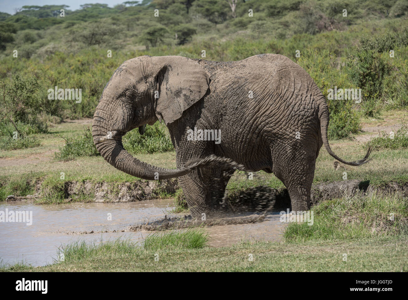 Elephant balneazione, Lago Masek, Tanzania Foto Stock