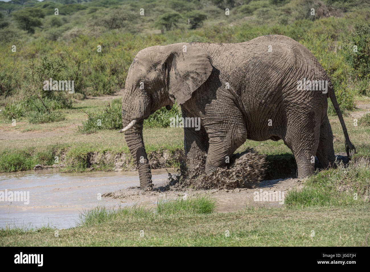 Elephant balneazione, Lago Masek, Tanzania Foto Stock