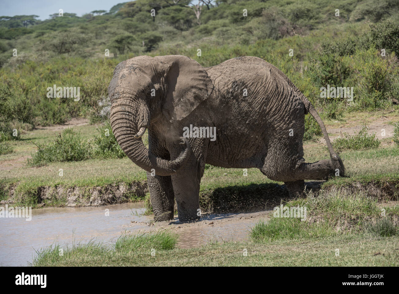 Elephant balneazione, Lago Masek, Tanzania Foto Stock