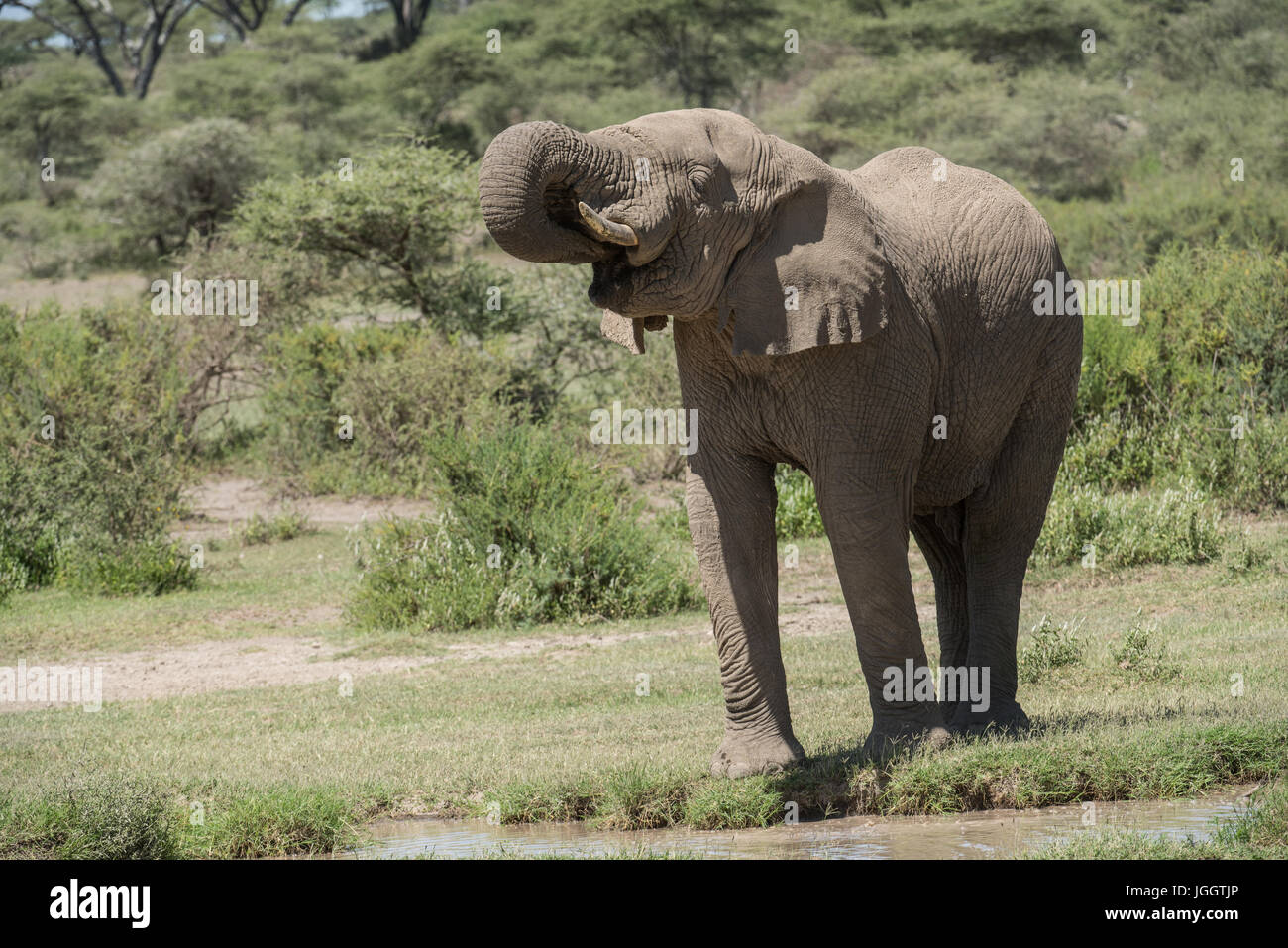 Elefante africano a bere, Lago Masek, Tanzania Foto Stock