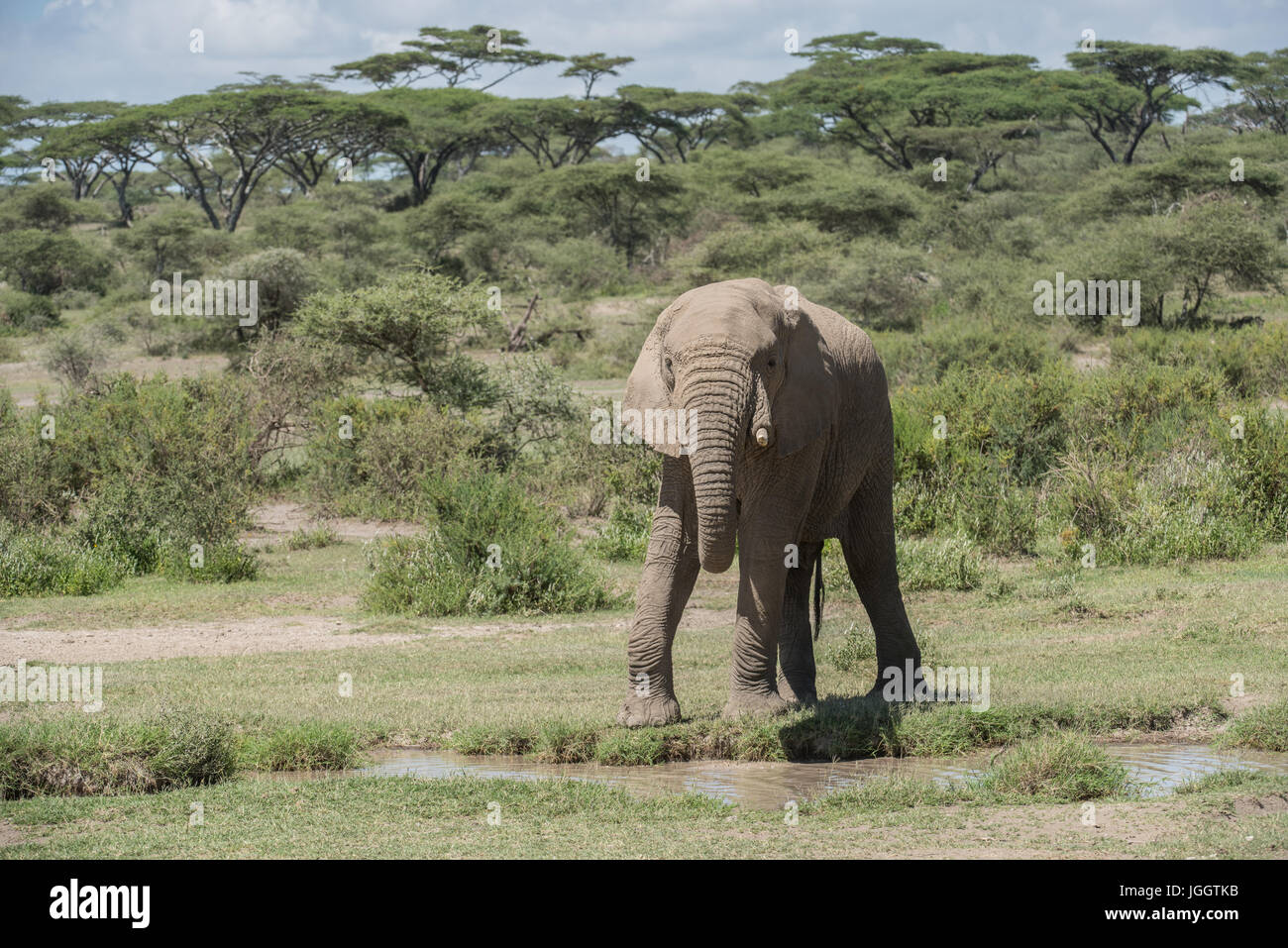 Elefante africano a bere, Lago Masek, Tanzania Foto Stock