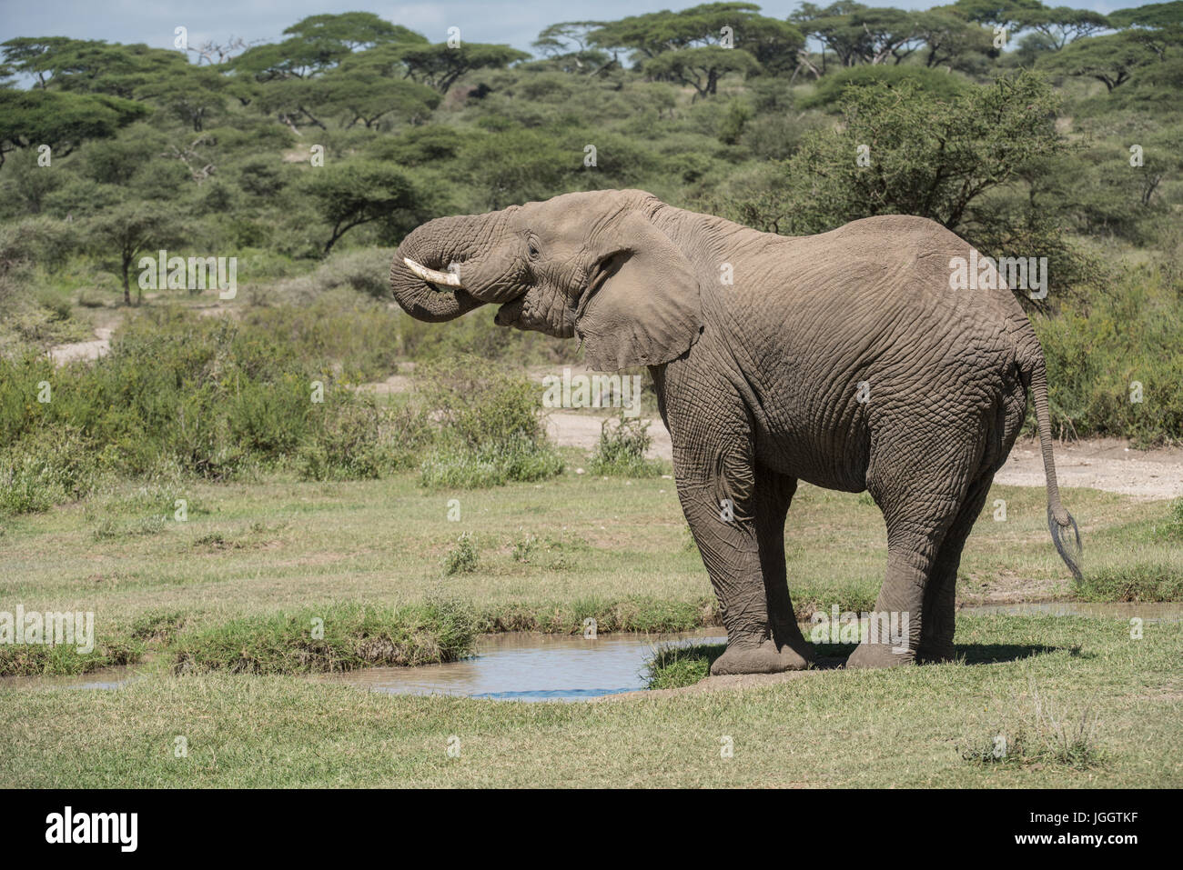 Elefante africano a bere, Lago Masek, Tanzania Foto Stock