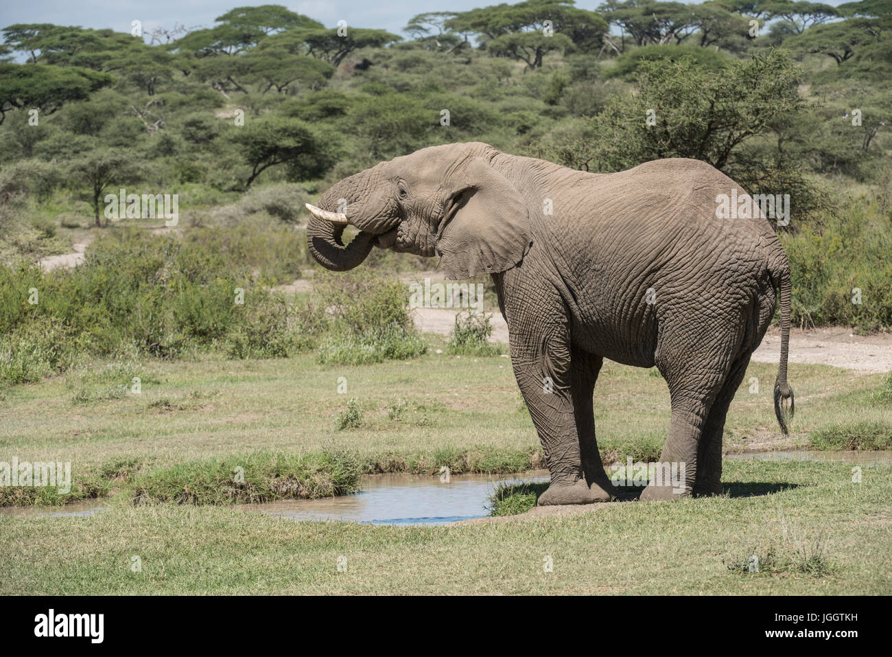 Elefante africano a bere, Lago Masek, Tanzania Foto Stock