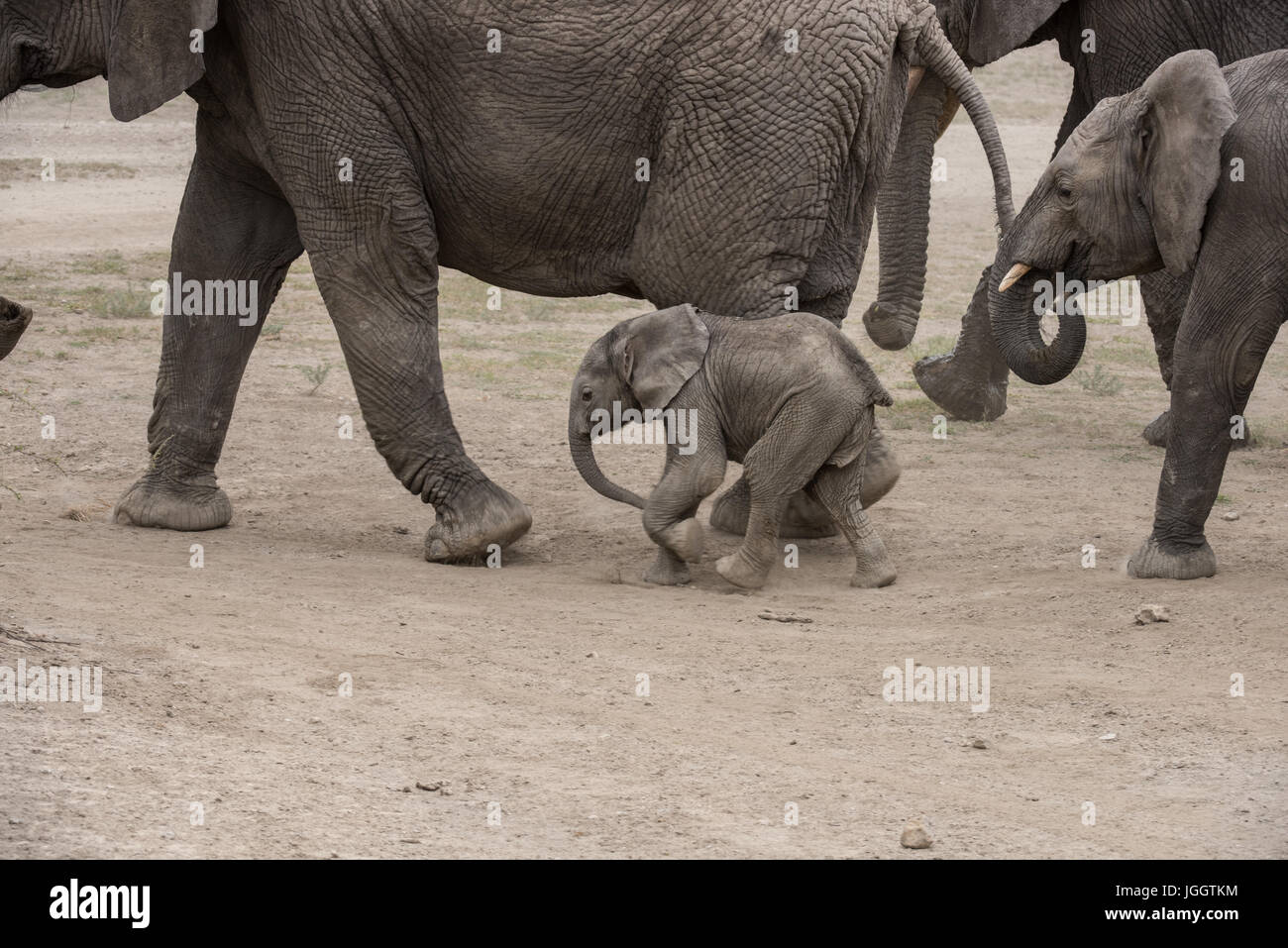 Baby Elephant walking, Lago Masek, Tanzania Foto Stock
