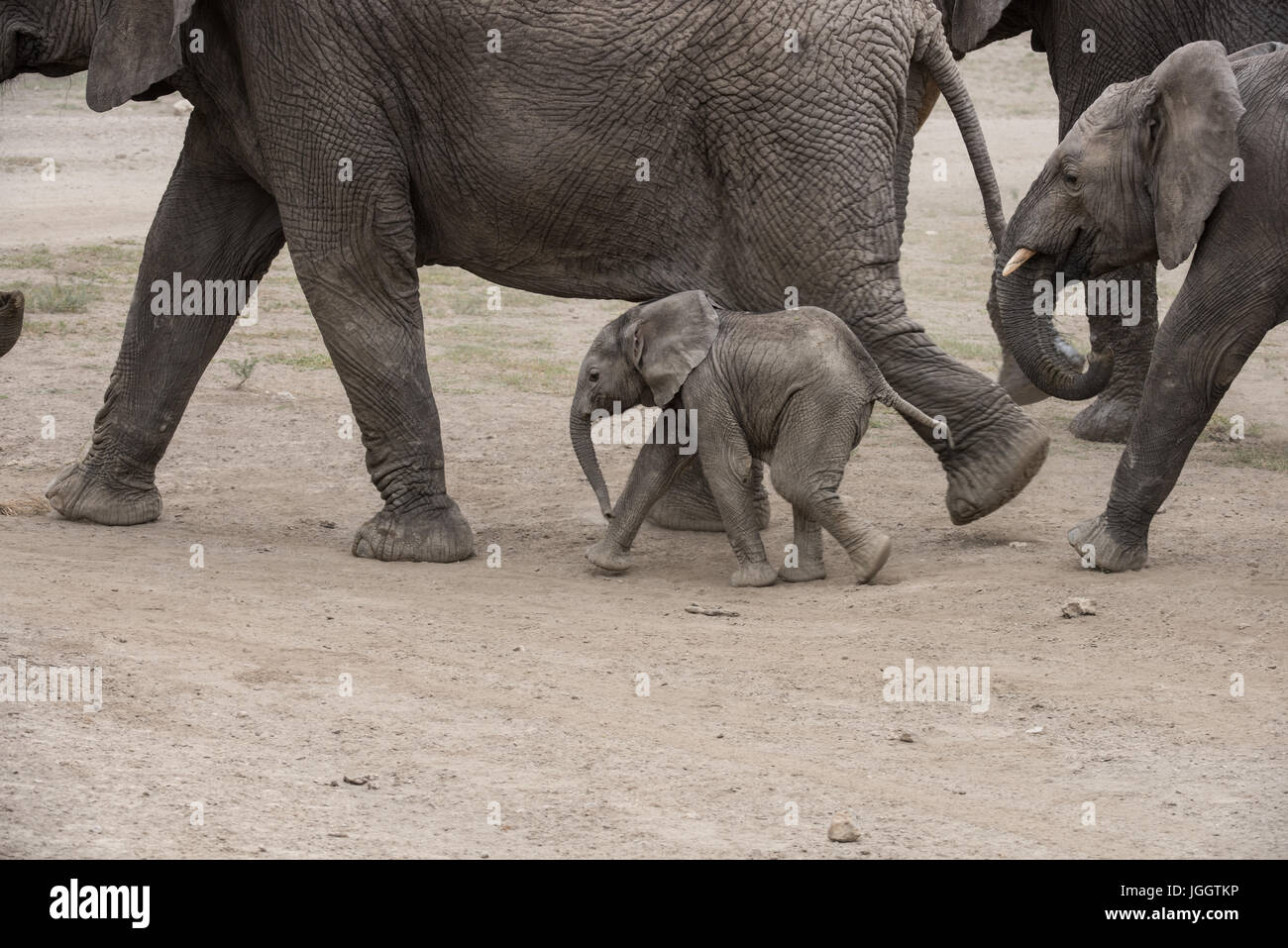 Baby Elephant walking, Lago Masek, Tanzania Foto Stock