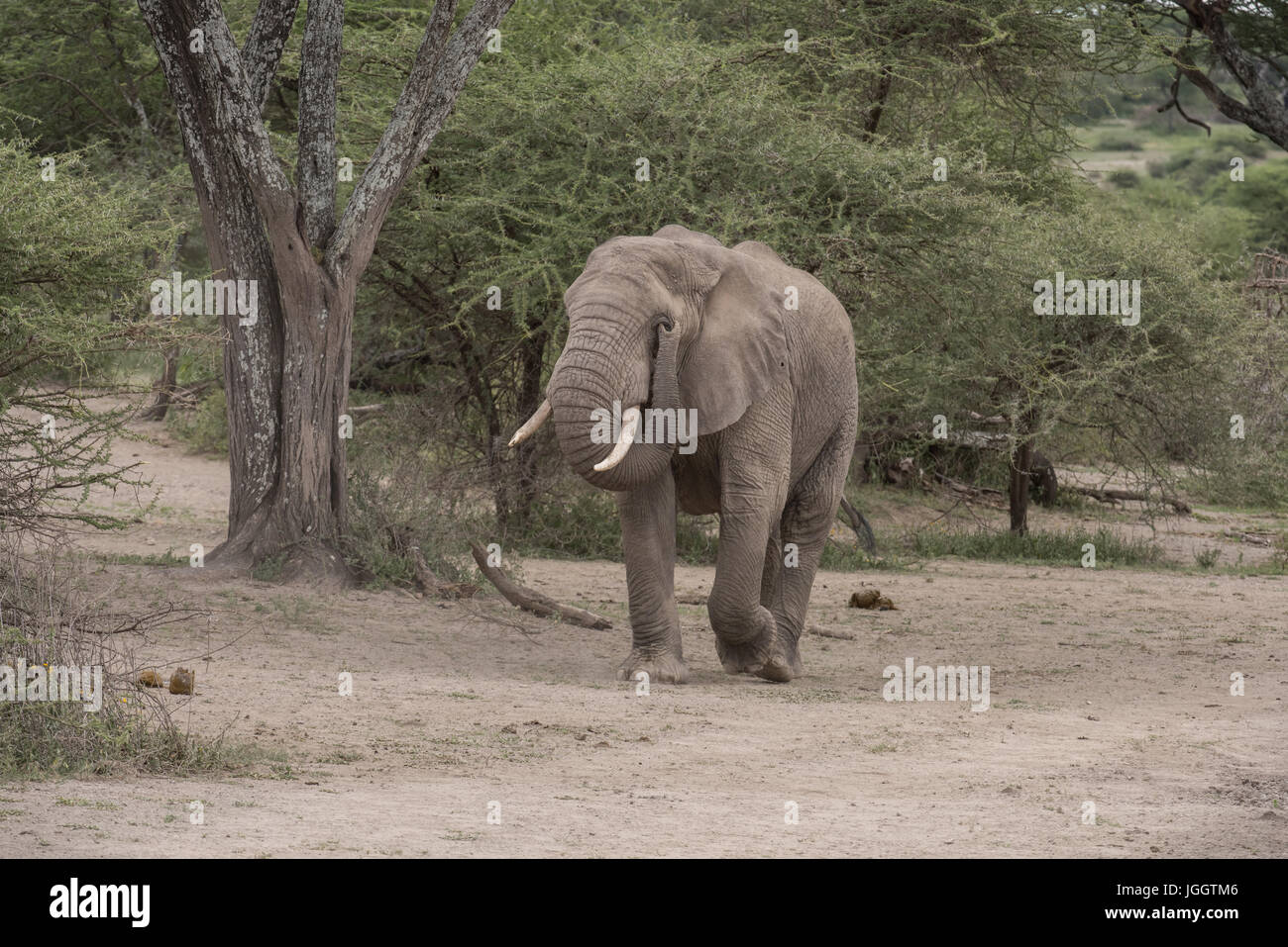Elephant passeggiate nel bosco, il lago Masek, Tanzania Foto Stock