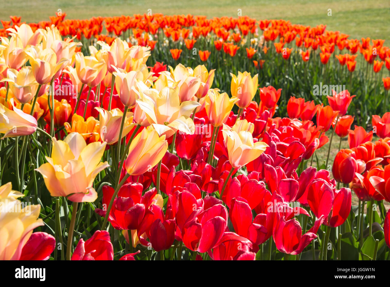 Letto arrotondati di colore rosso giallo e arancio tulipani retroilluminato Foto Stock
