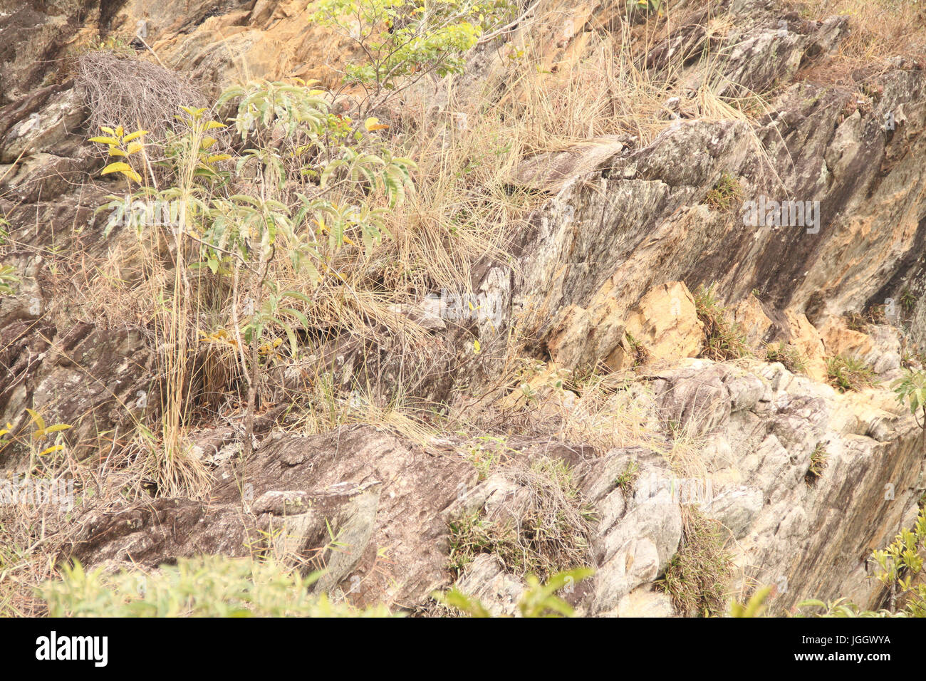 Vegetazione buca, pendenza, 2016, Parco Ecológico Quedas do Rio Bonito, Lavras, Minas Gerais, Brasile. Foto Stock