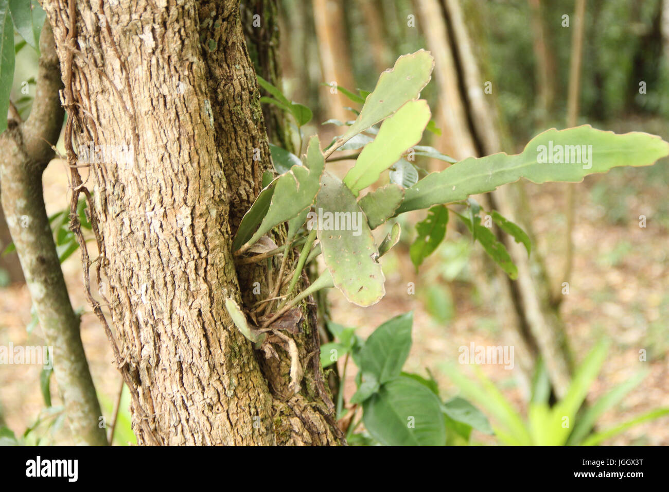 Trunk, epifite, 2016, Parco Ecológico Quedas do Rio Bonito, Lavras, Minas Gerais, Brasile. Foto Stock