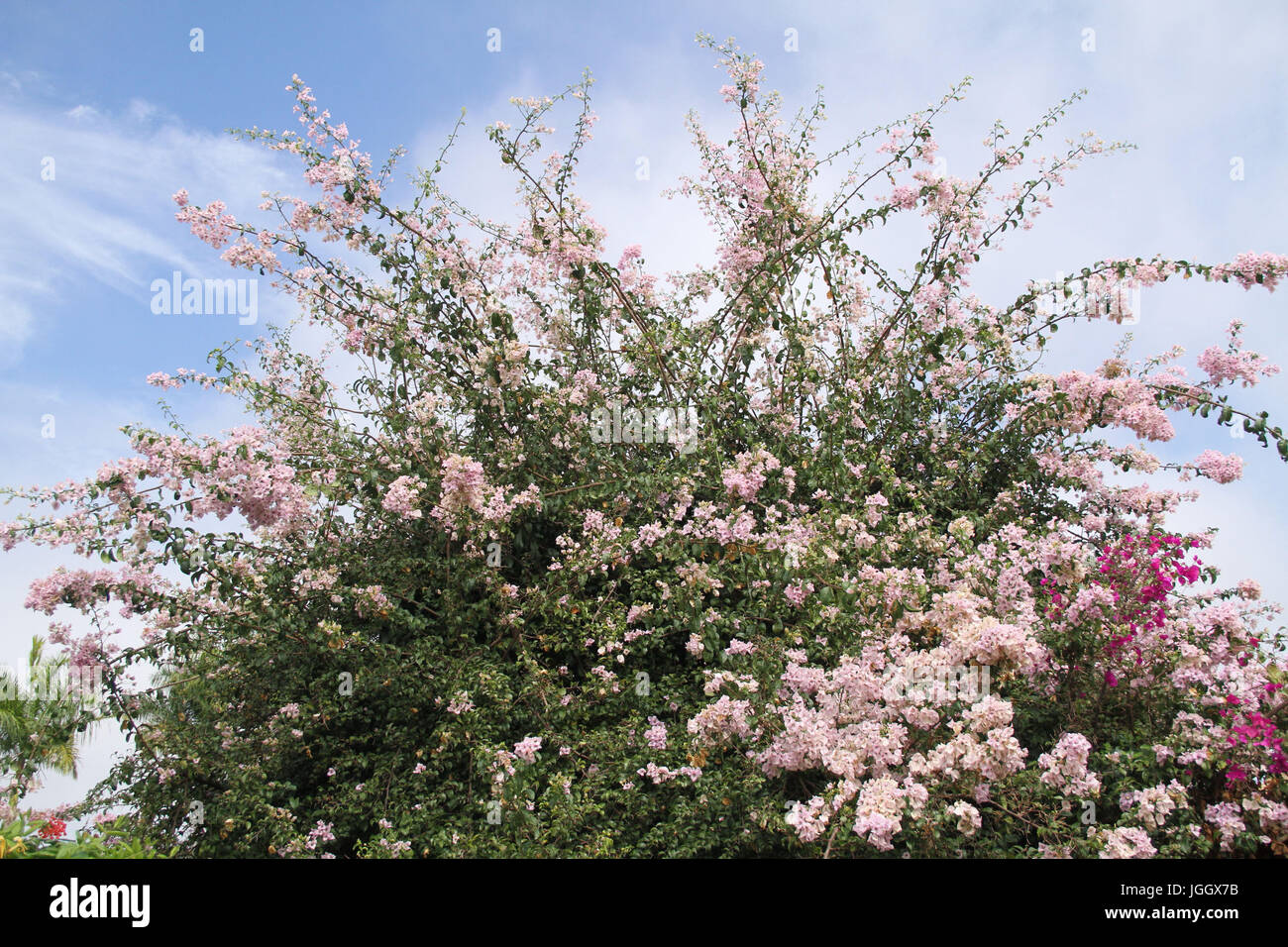 Centinodia fiori, 2016, Parco Ecológico Quedas do Rio Bonito, Lavras, Minas Gerais, Brasile. Foto Stock