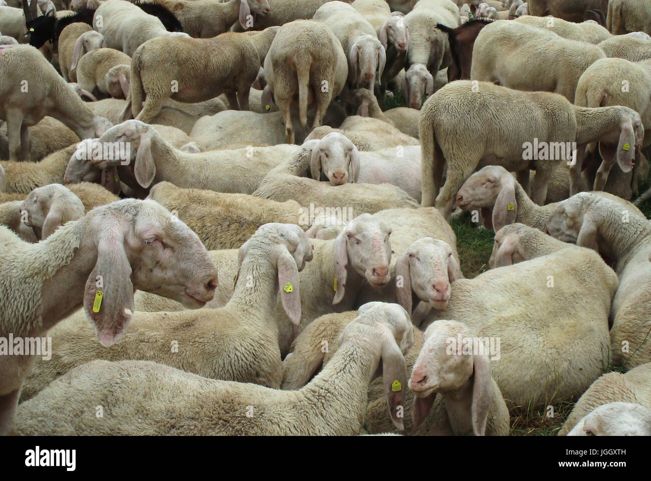 Gregge di pecore e capre 3 Foto Stock