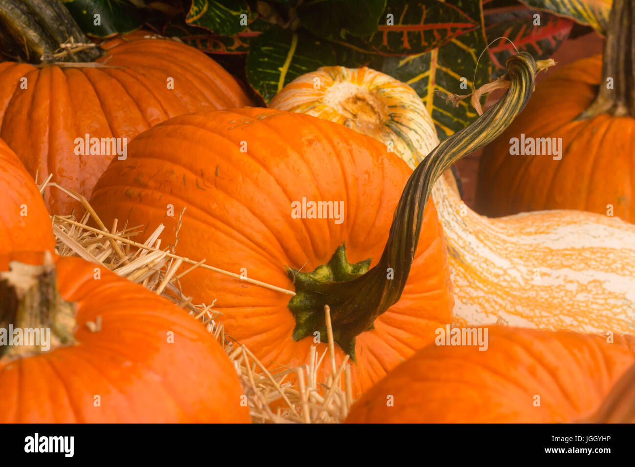 Caduta luminosa Pumpkins-Holiday decorazioni o pronto per il raccolto cibo Foto Stock