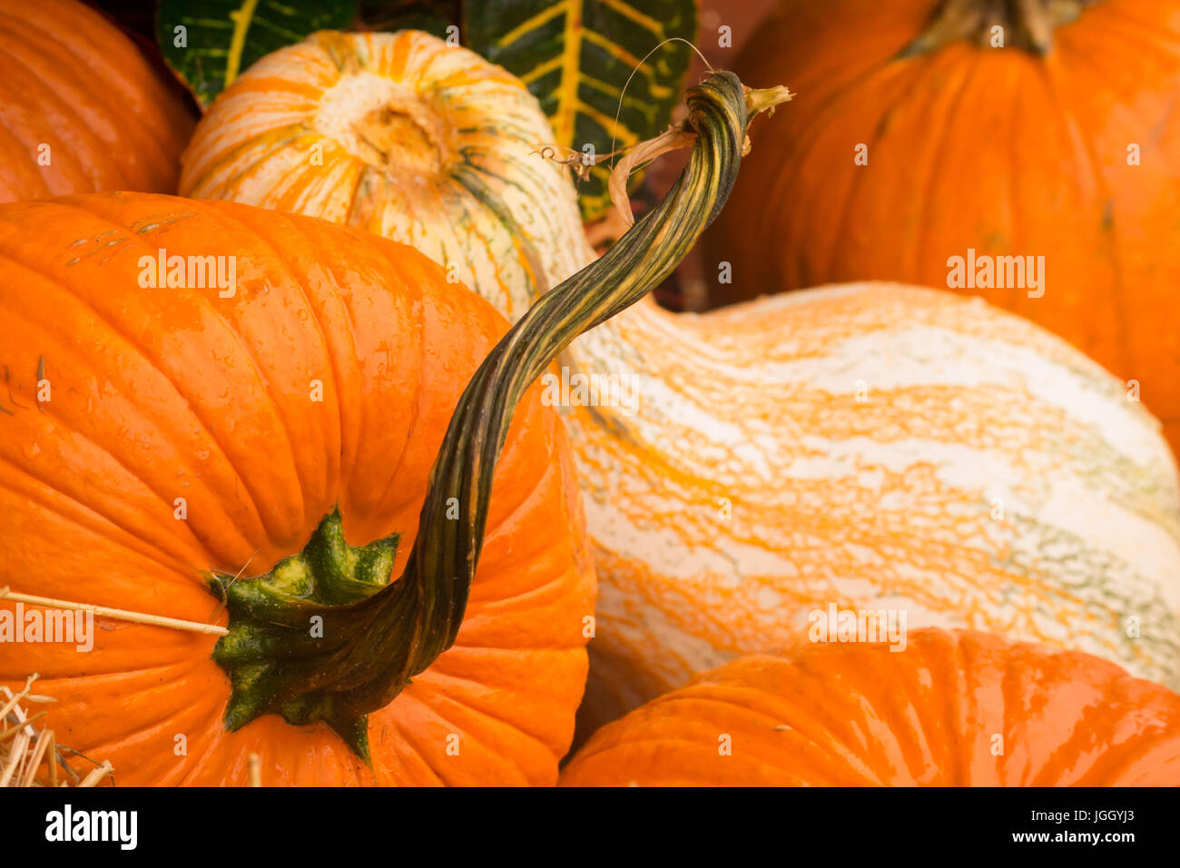 Caduta luminosa Pumpkins-Holiday decorazioni o pronto per il raccolto cibo Foto Stock